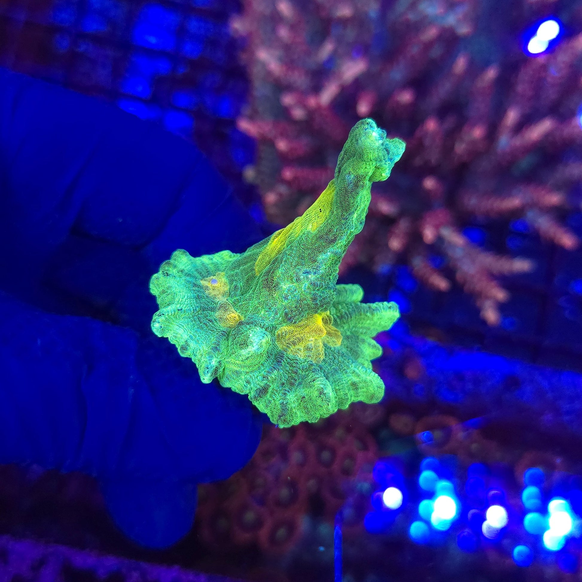 Space Invader Pectinia Frag WYSIWYG