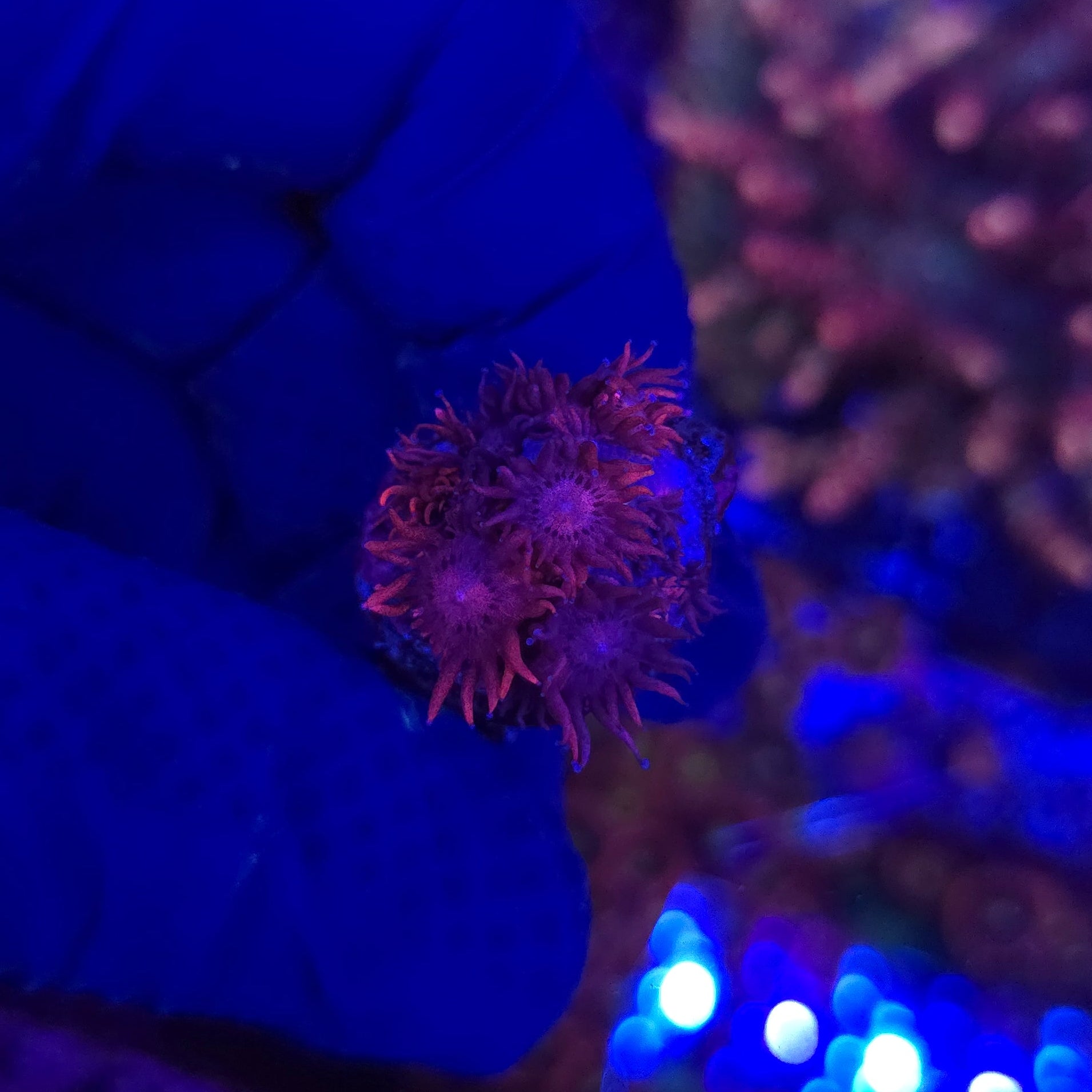 BCR Black Cherry Goni Frag WYSIWYG