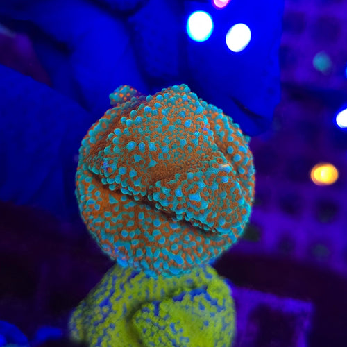 Aquaman Montipora Frag WYSIWYG 2a