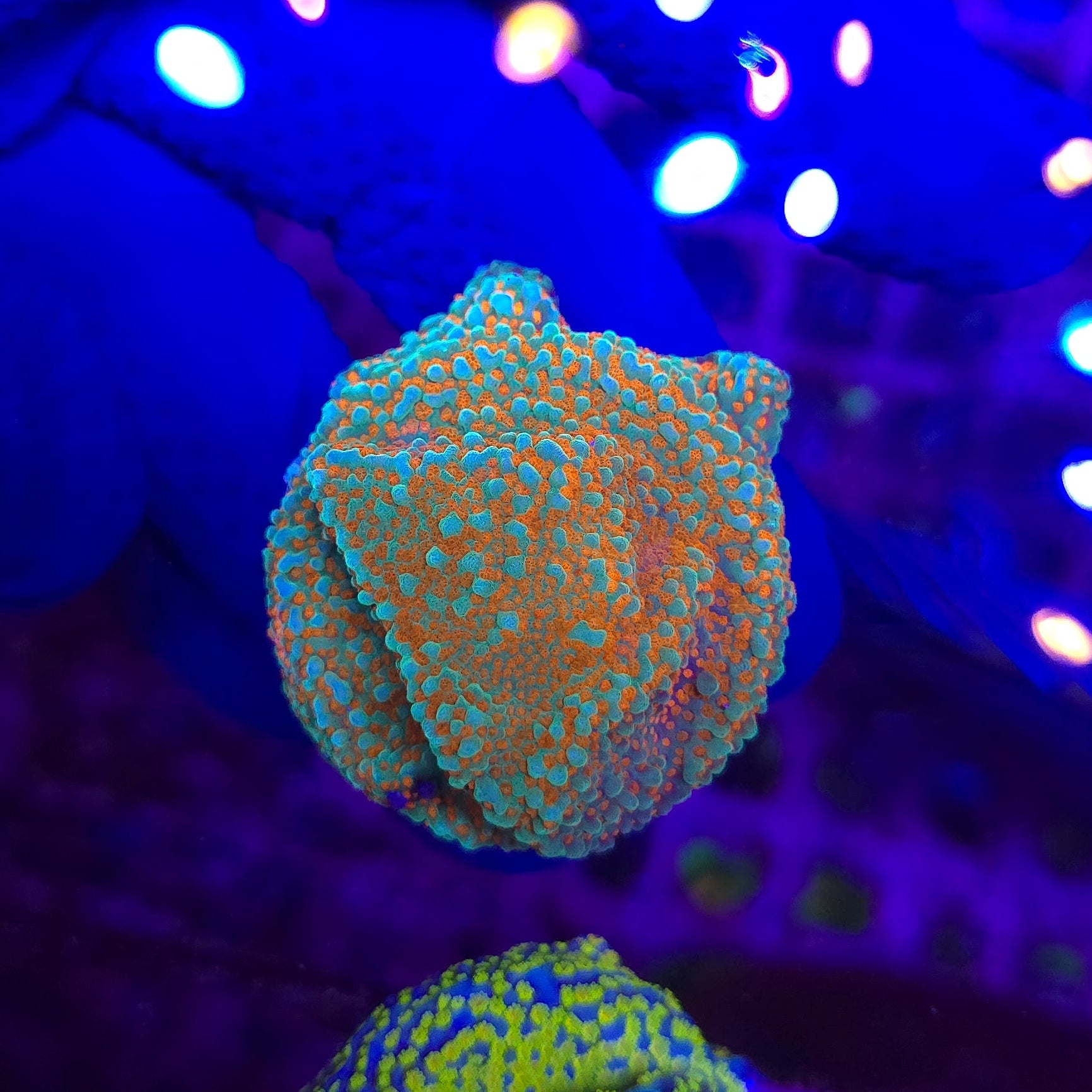 Aquaman Montipora Frag WYSIWYG