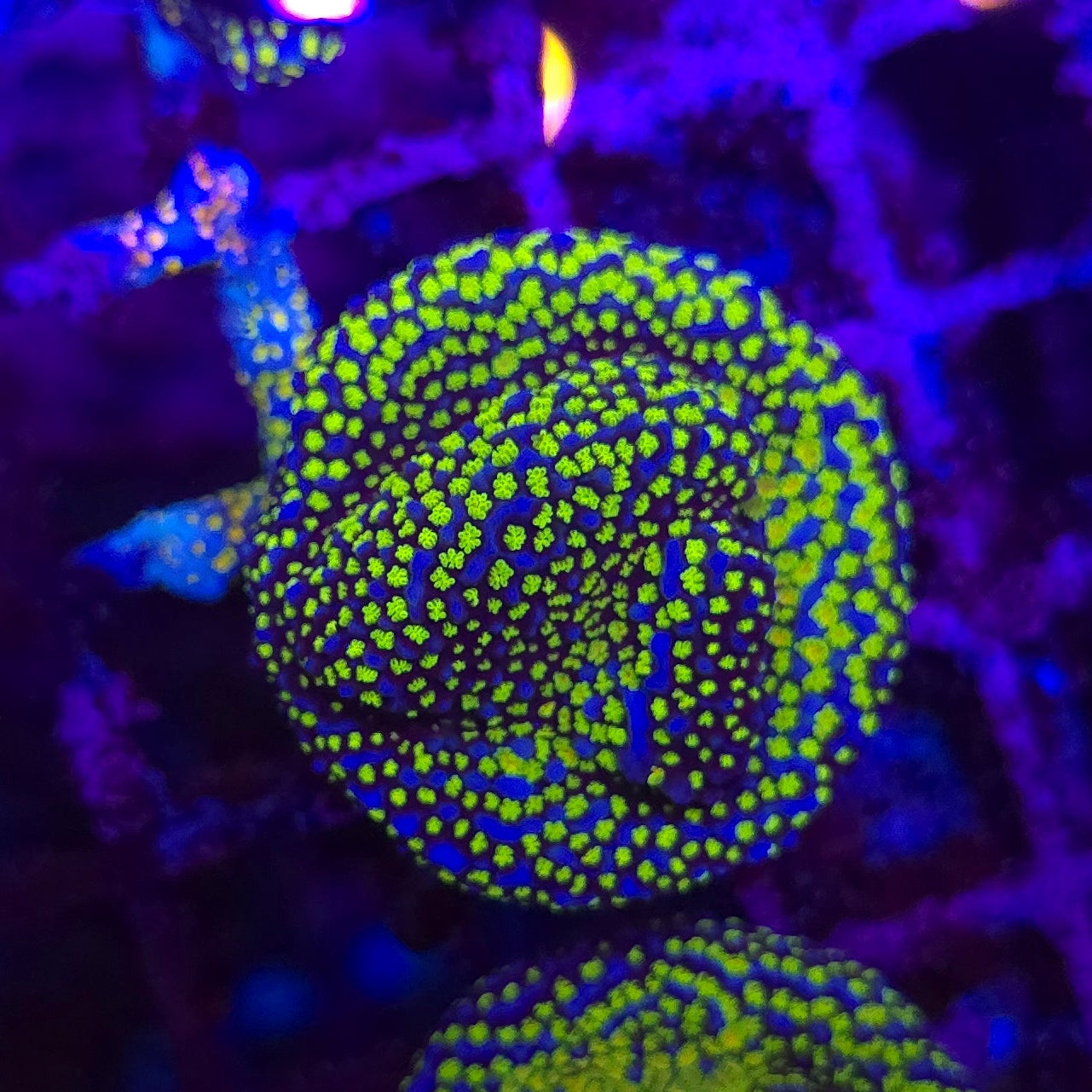 Rainbow Montipora Frag WYSIWYG