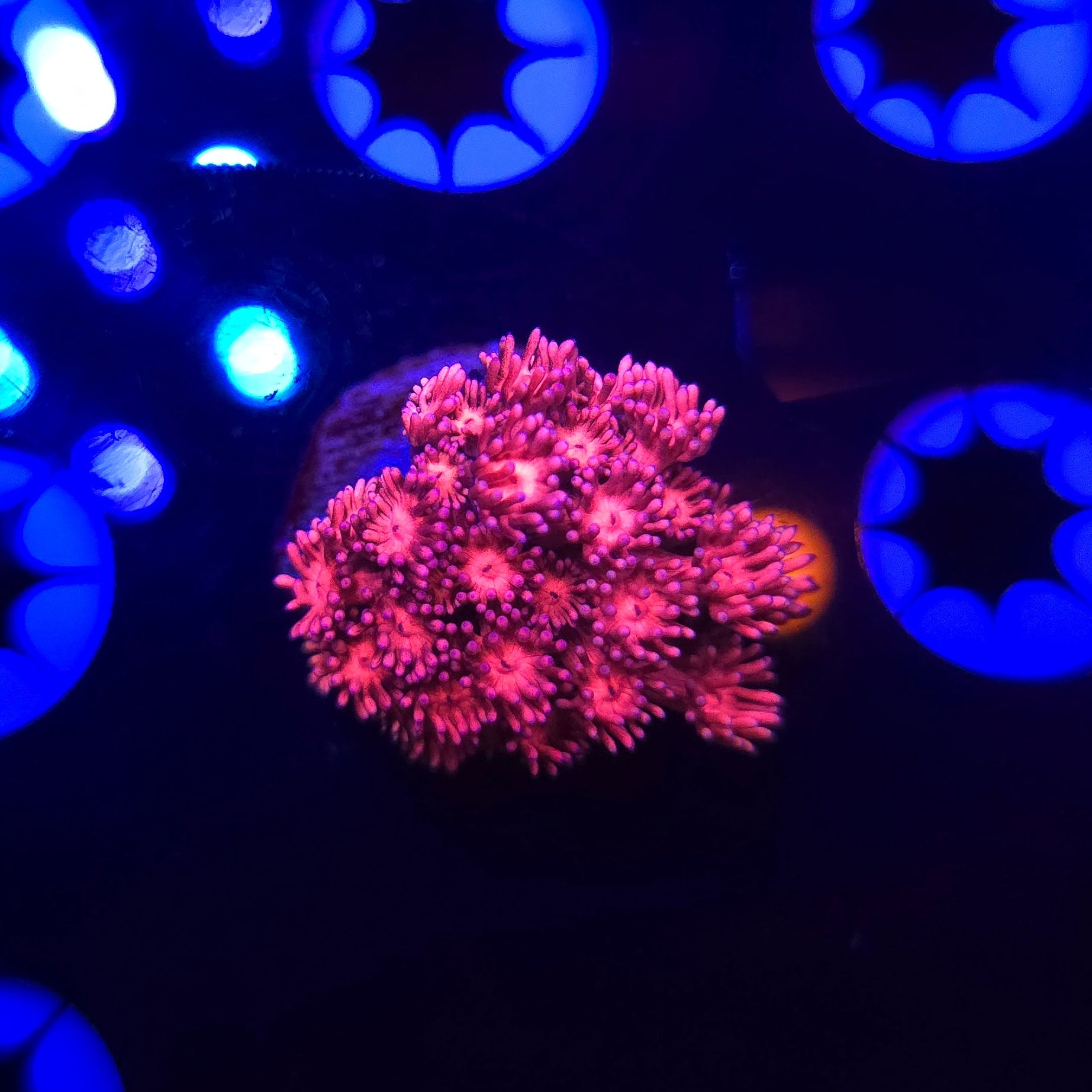 Ms. Piggy Goniopora Frag WYSIWYG