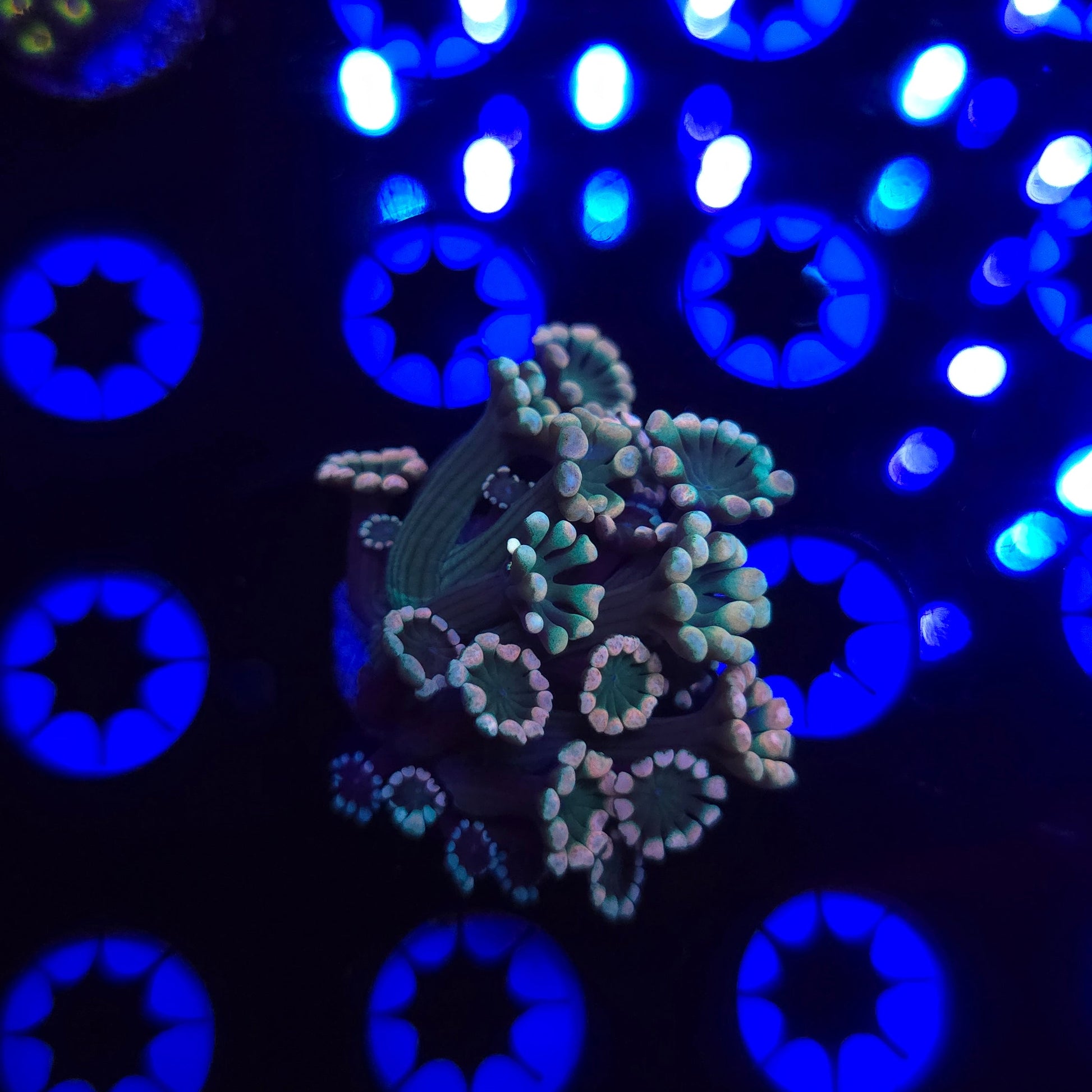 Pink Tip Alveopora Frag WYSIWYG