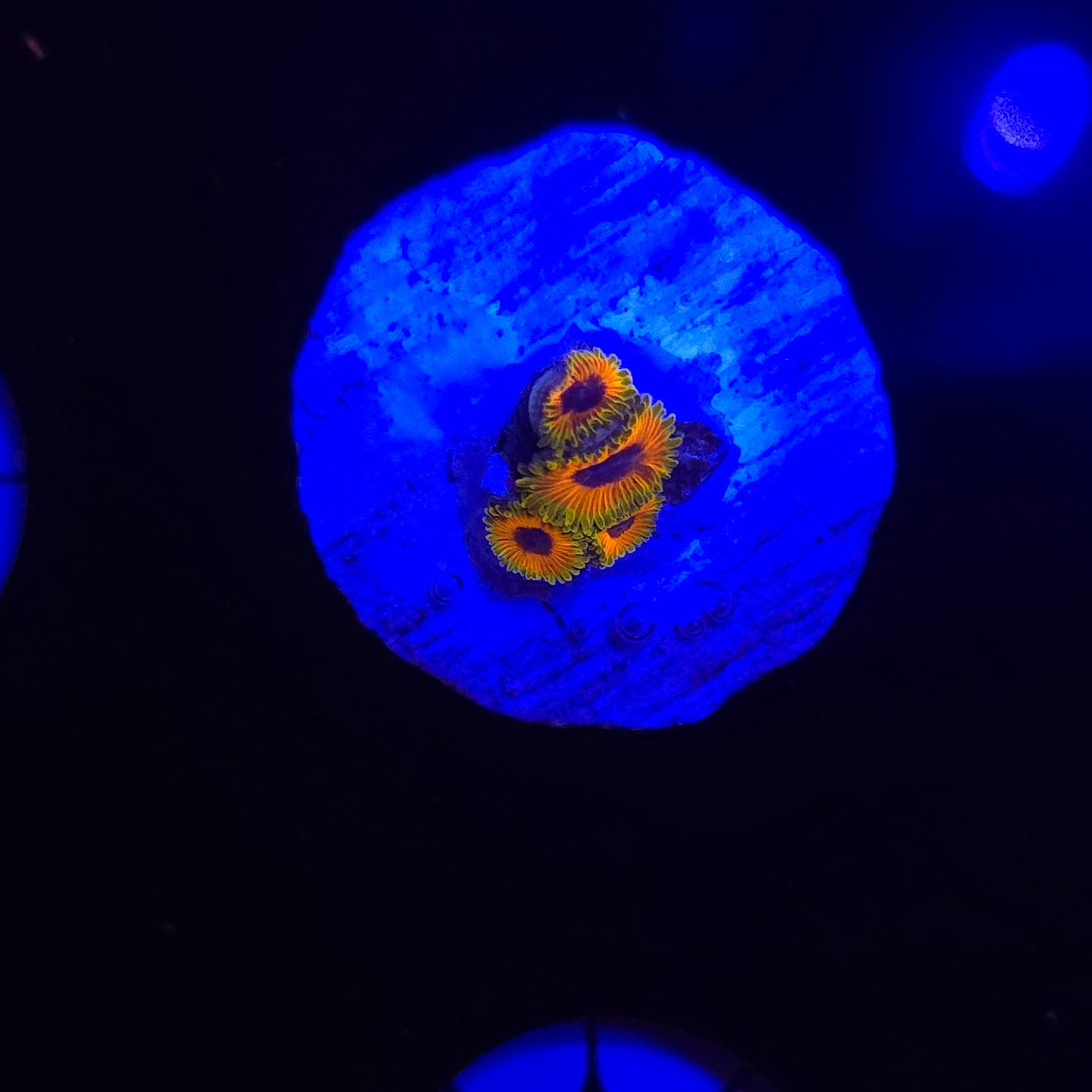 Great Owls Zoa Frag WYSIWYG