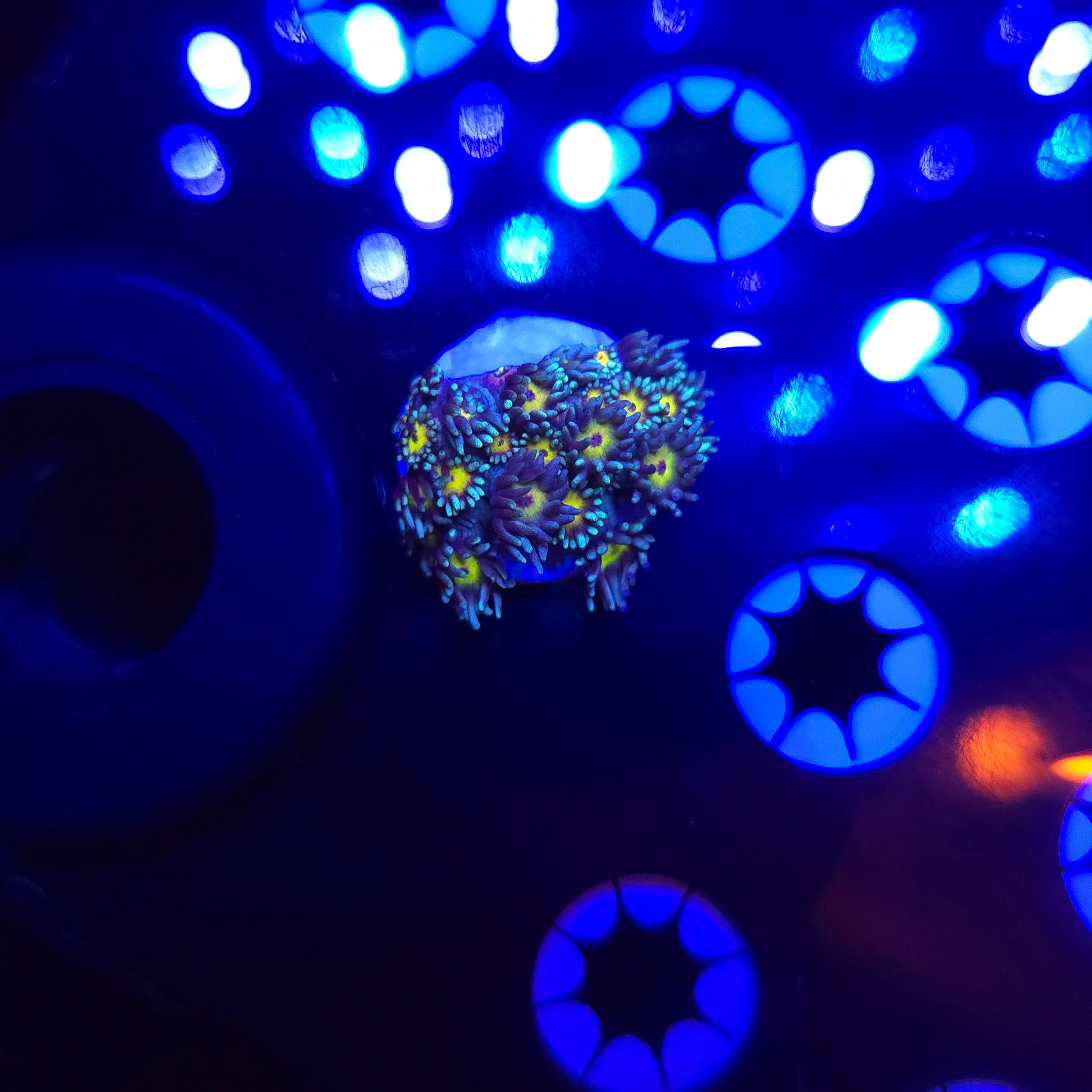 Osaka Sun Goniopora Frag WYSIWYG