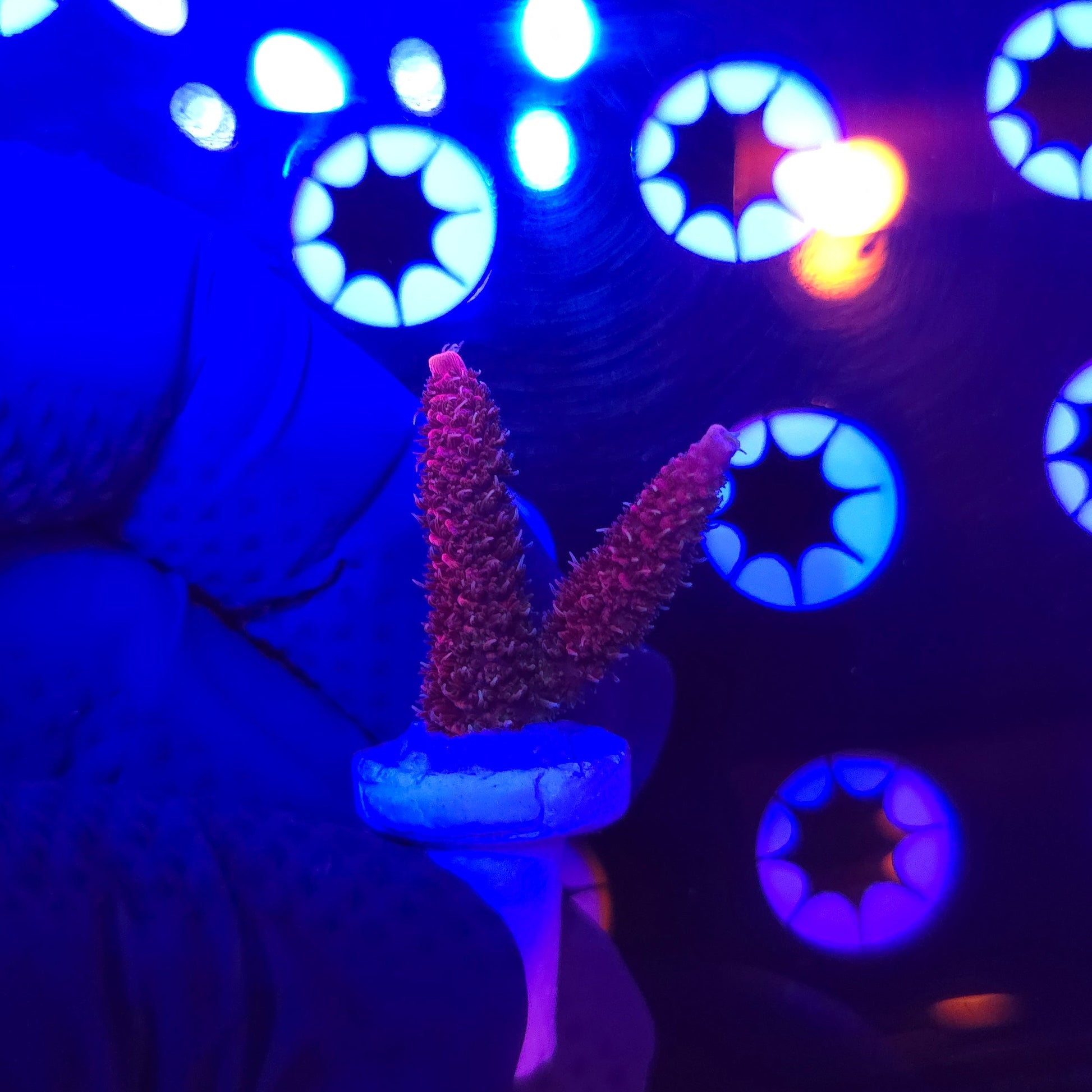 TSA Whooly Mammouth Acro Frag WYSIWYG