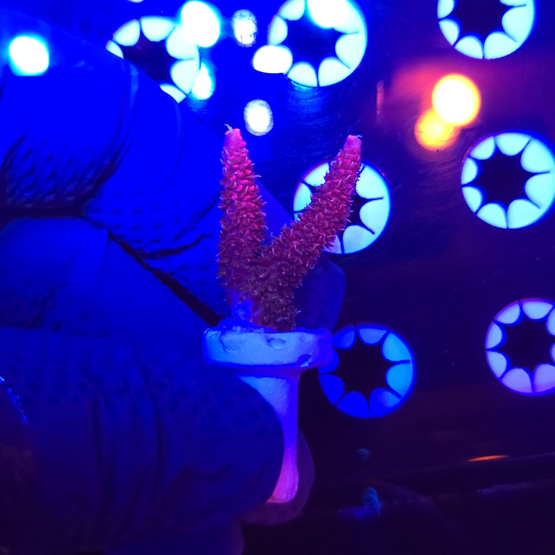 TSA Whooly Mammouth Acro Frag WYSIWYG