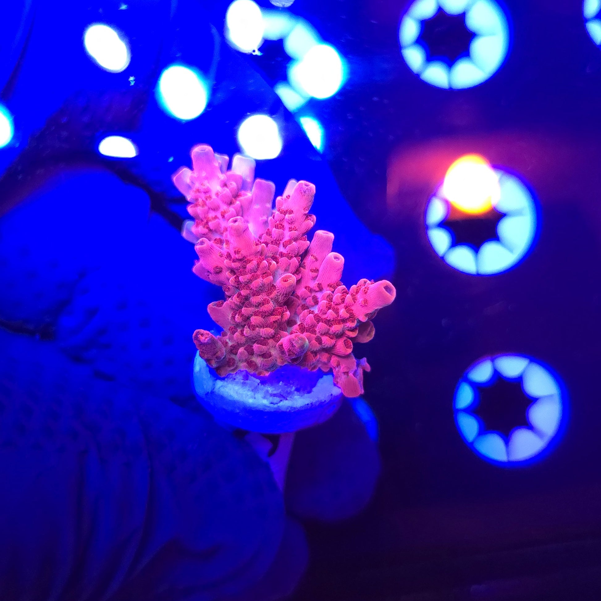 CB Maleficent Acro Frag WYSIWYG