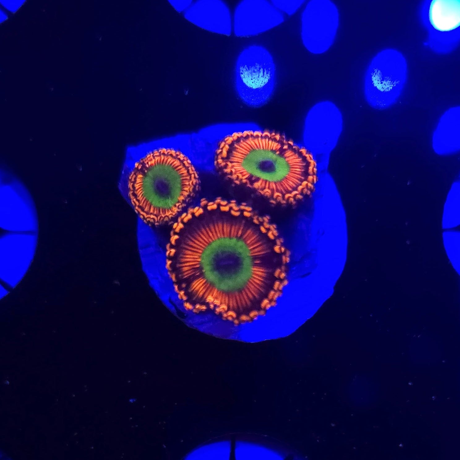 Bowsers Zoa Frag WYSIWYG