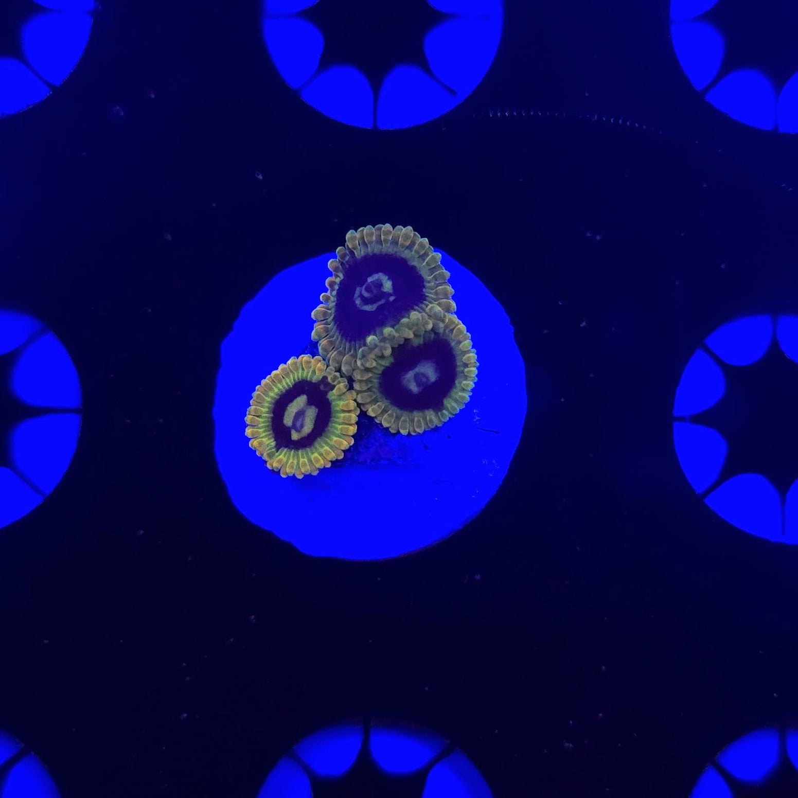 Rainbow Yoda Zoa Frag WYSIWYG