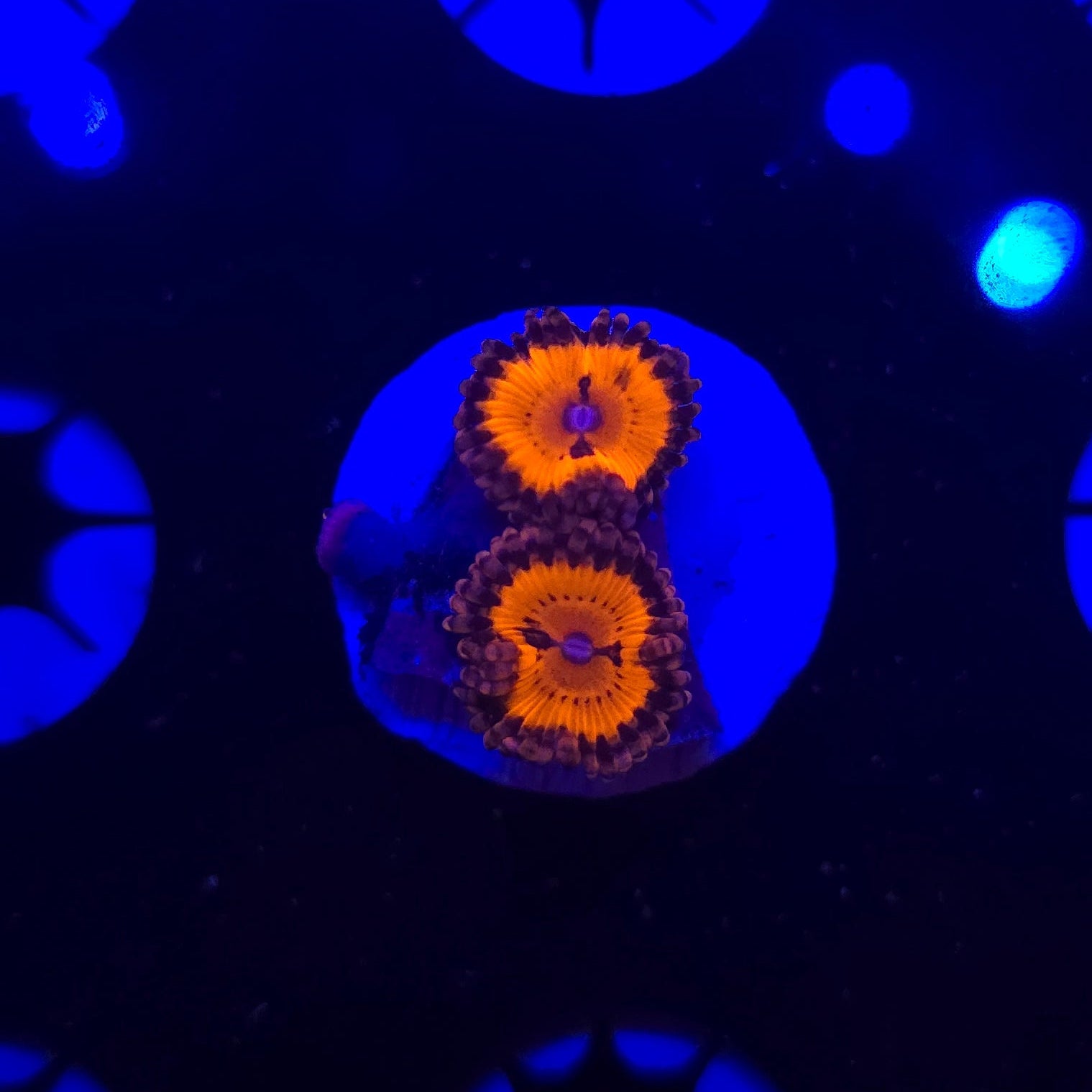 Blood Suckers Zoa Frag WYSIWYG