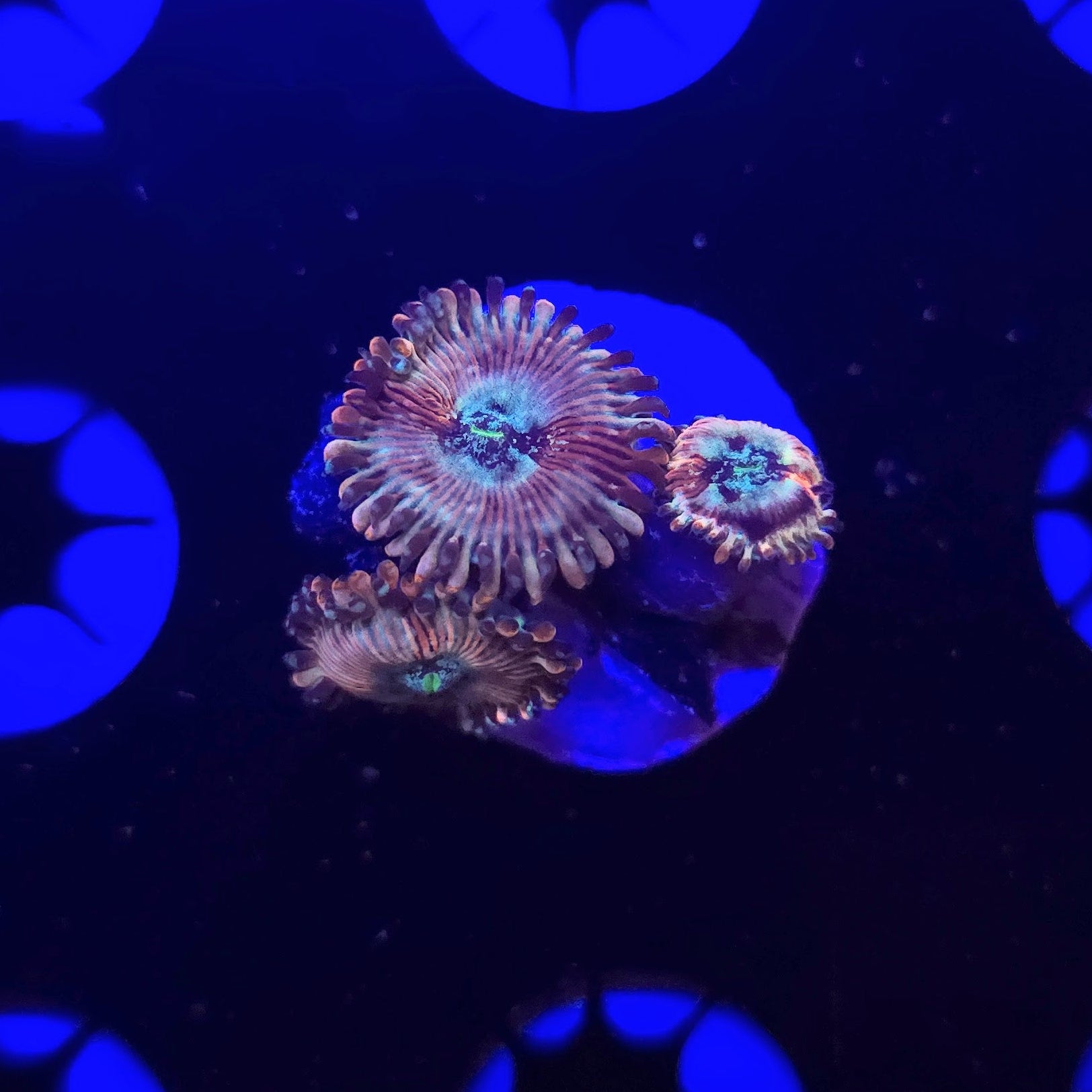 Magicians Zoa Frag WYSIWYG