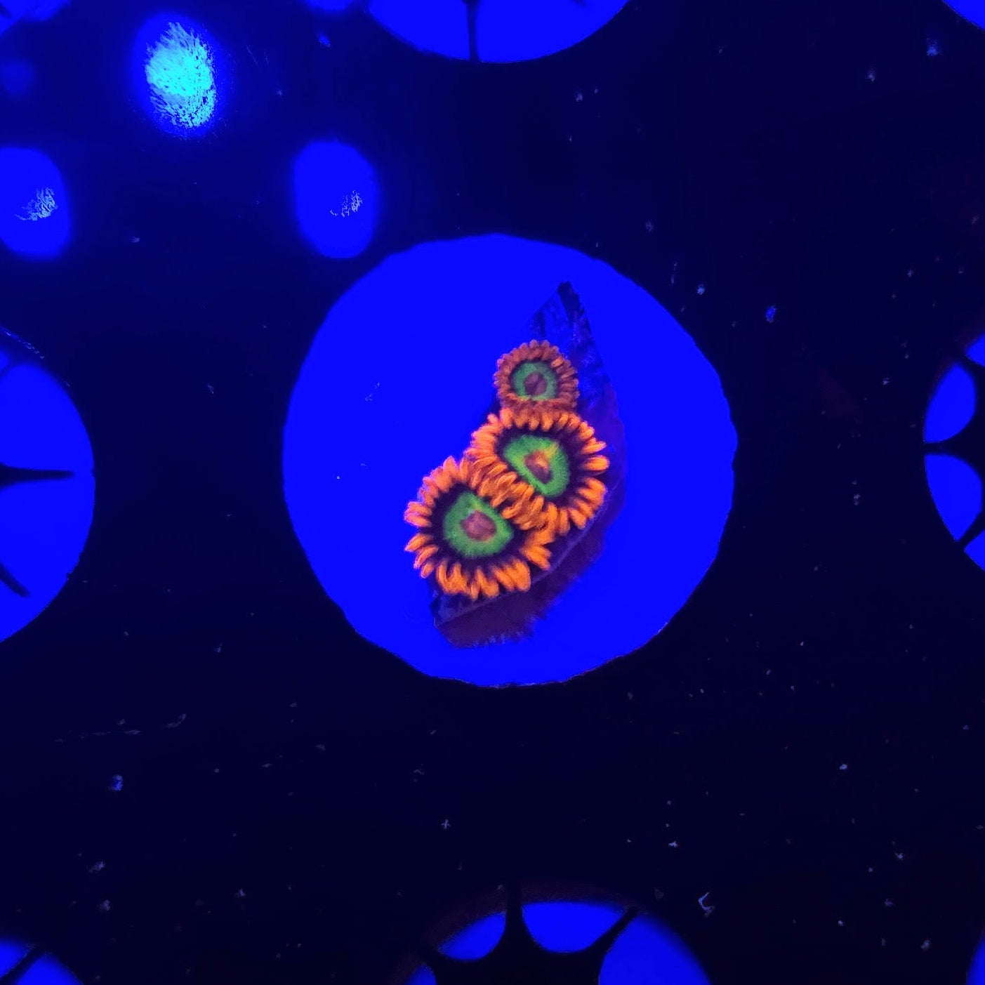 JF Vegas Strip Zoa Frag WYSIWYG