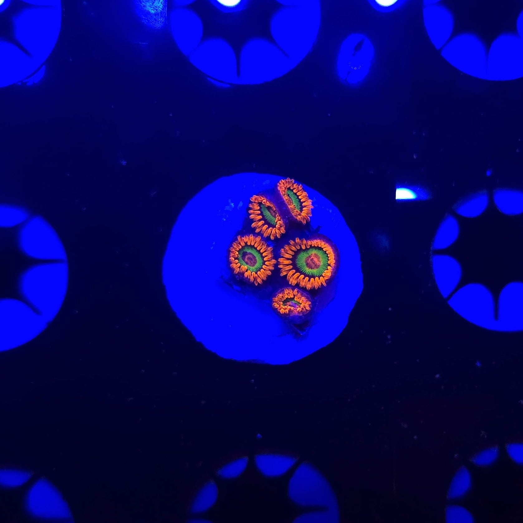 JF Vegas Strip Zoa Frag WYSIWYG