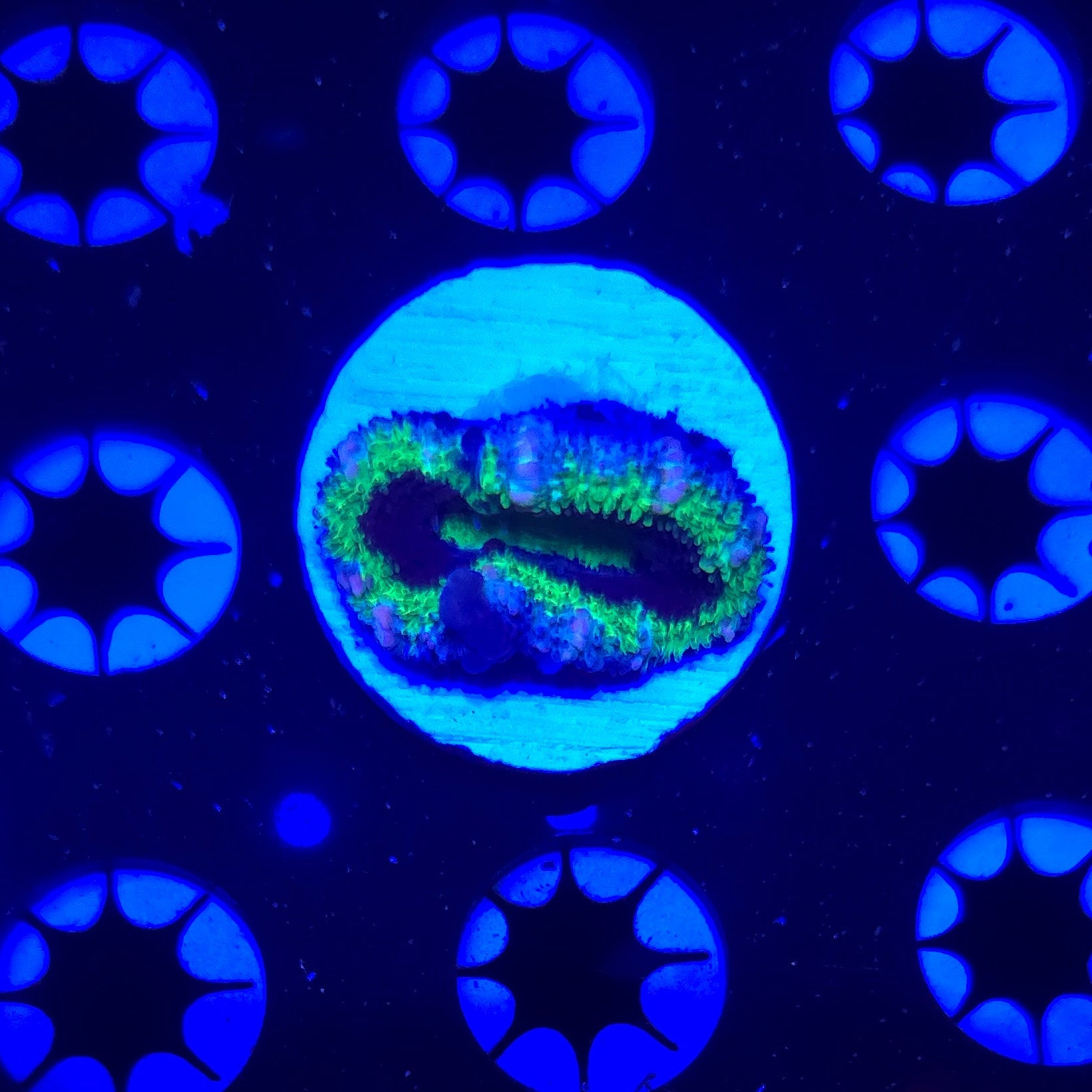 Hulk Bounce Acan Frag WYSIWYG 3W