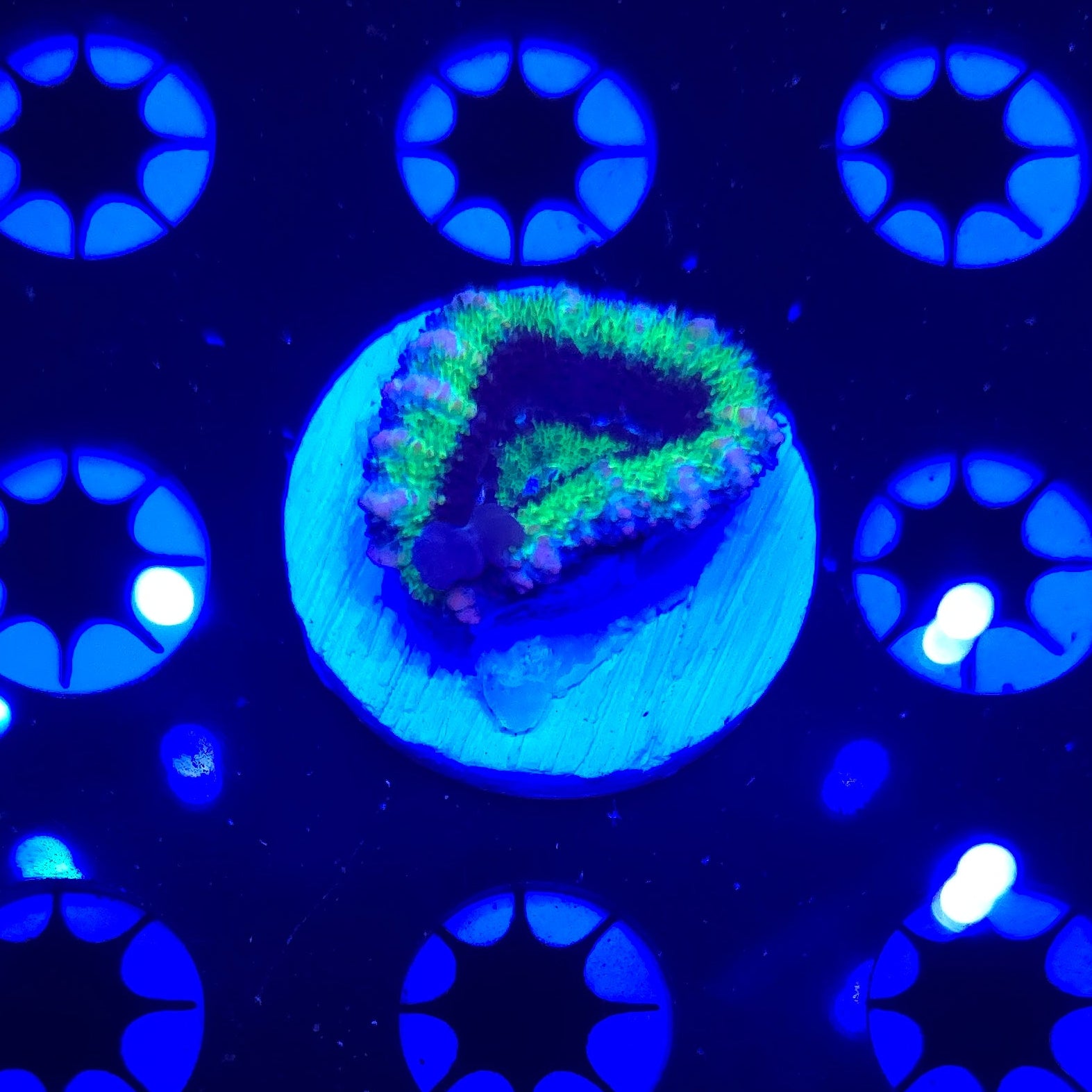 Hulk Bounce Acan Frag WYSIWYG