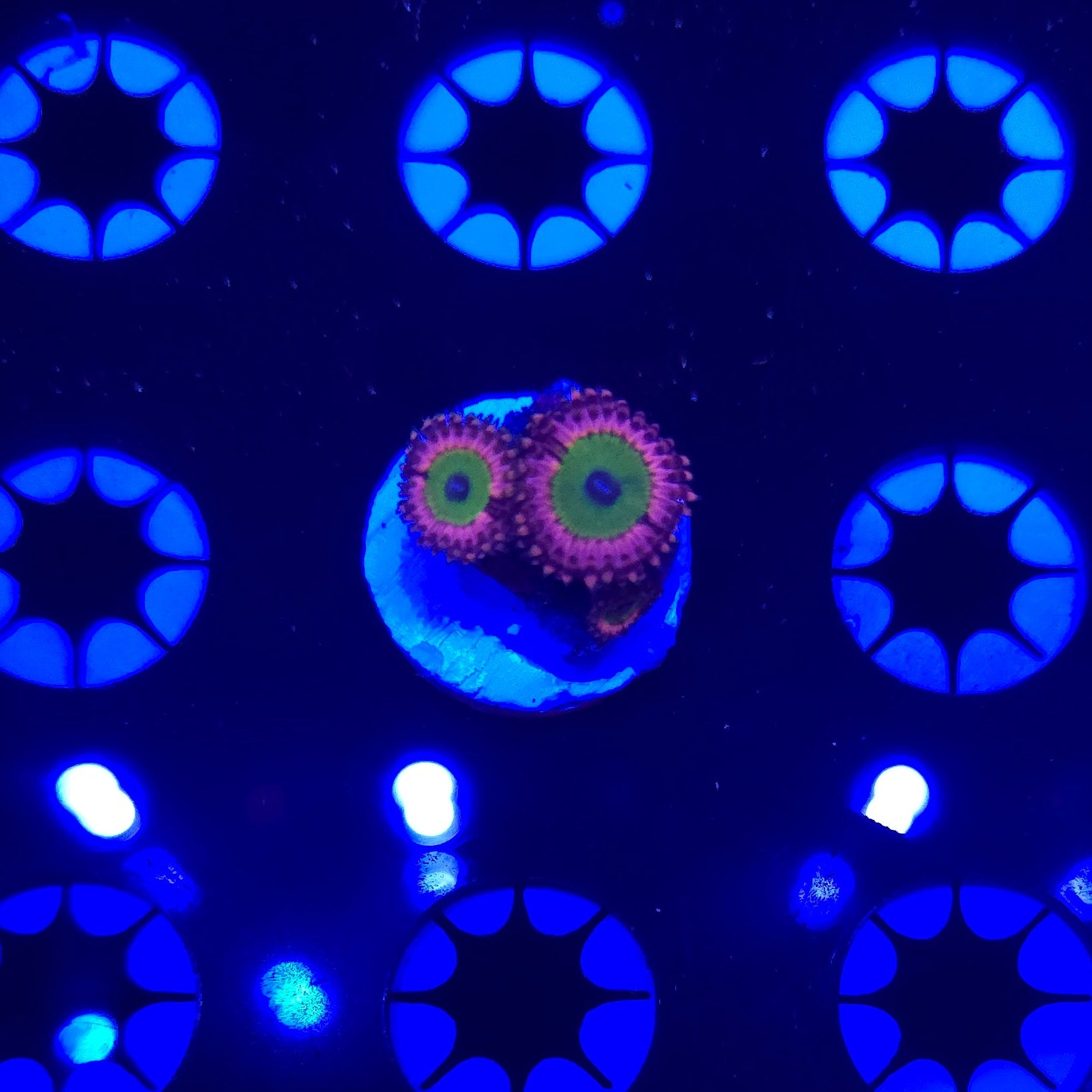 Pink Hippo Zoa Frag WYSIWYG