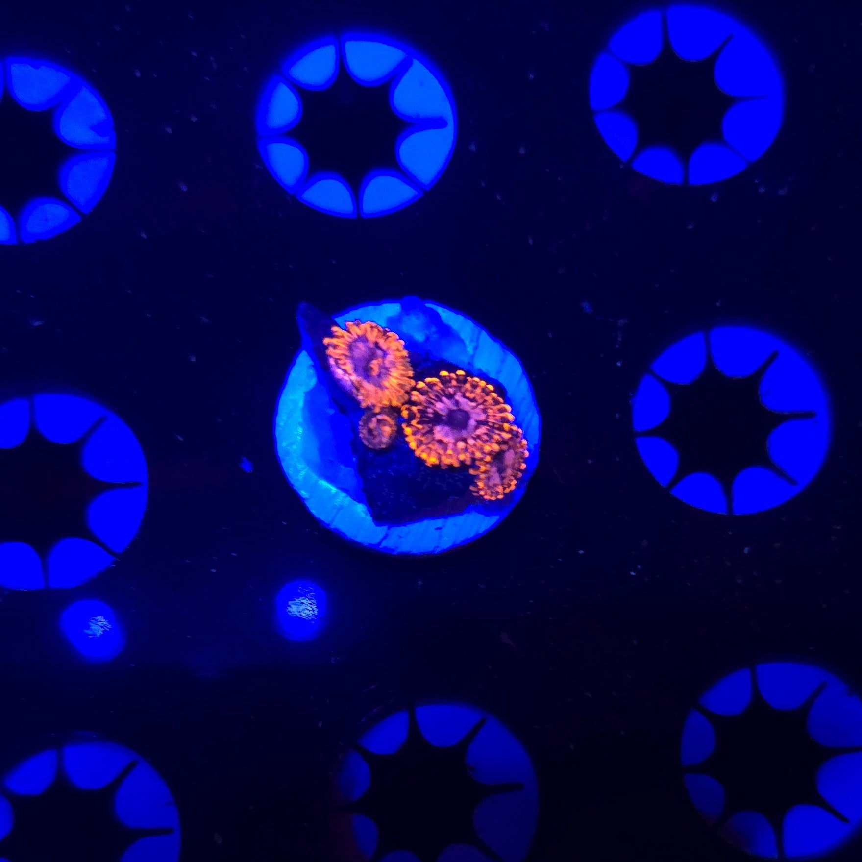 Utter Chaos Zoa Frag WYSIWYG