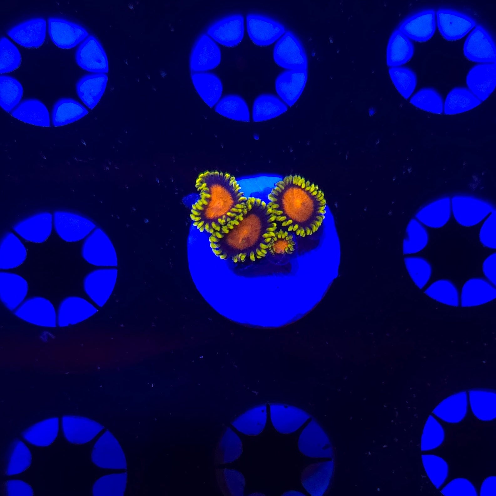 CC Glitches Zoa Frag WYSIWYG