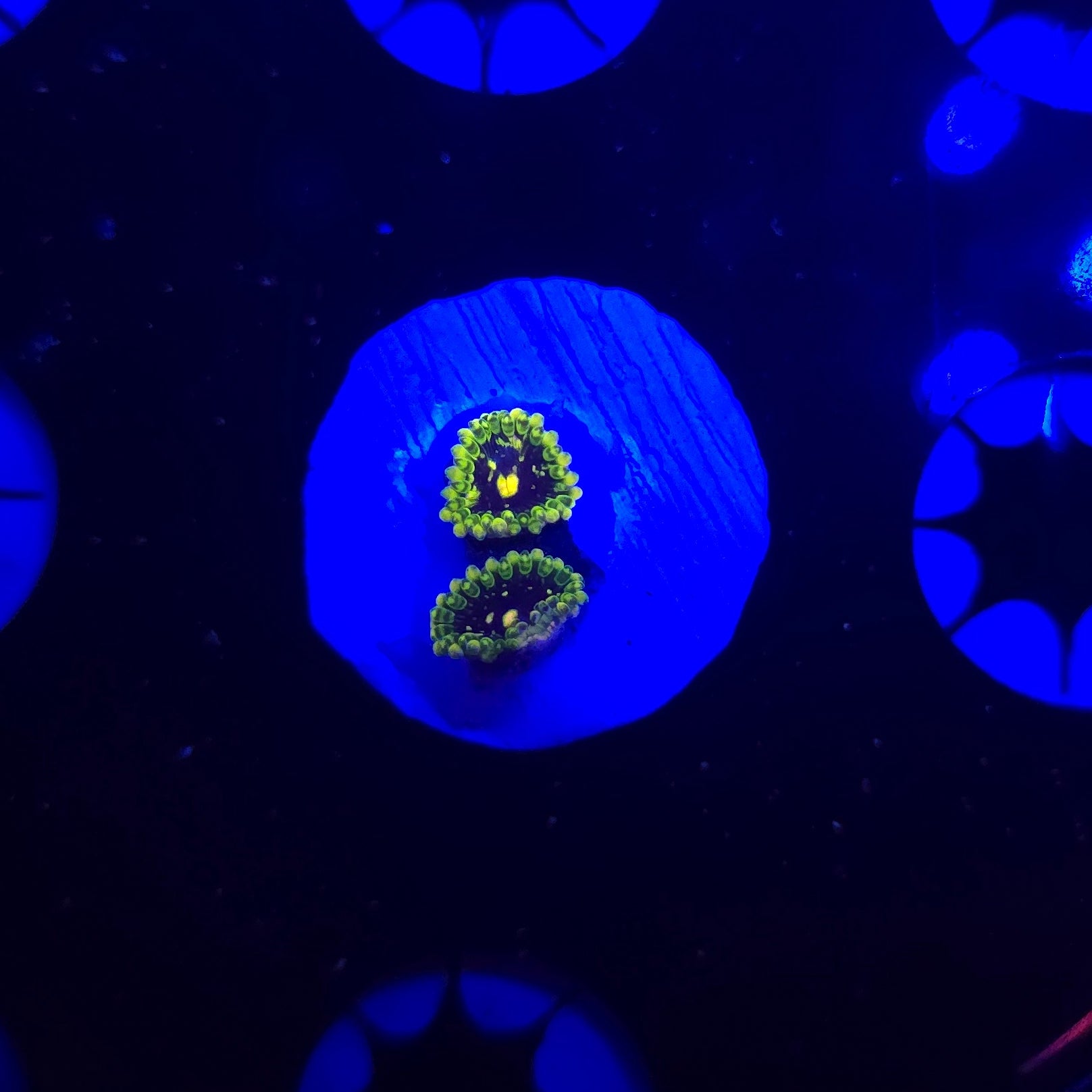 Exosphere Zoa Frag WYSIWYG 2Z