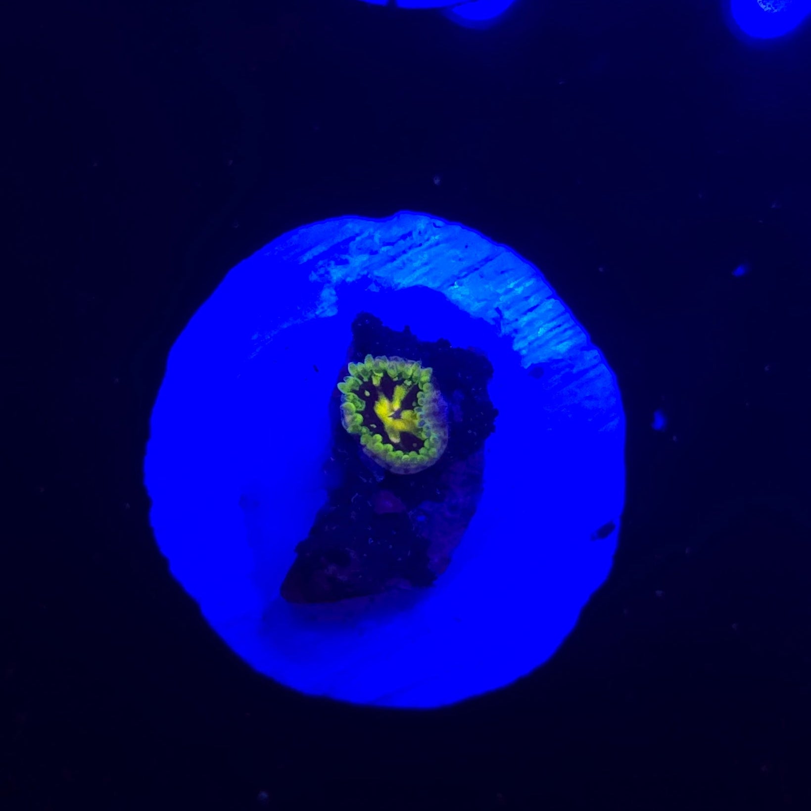 Exosphere Zoa Frag WYSIWYG