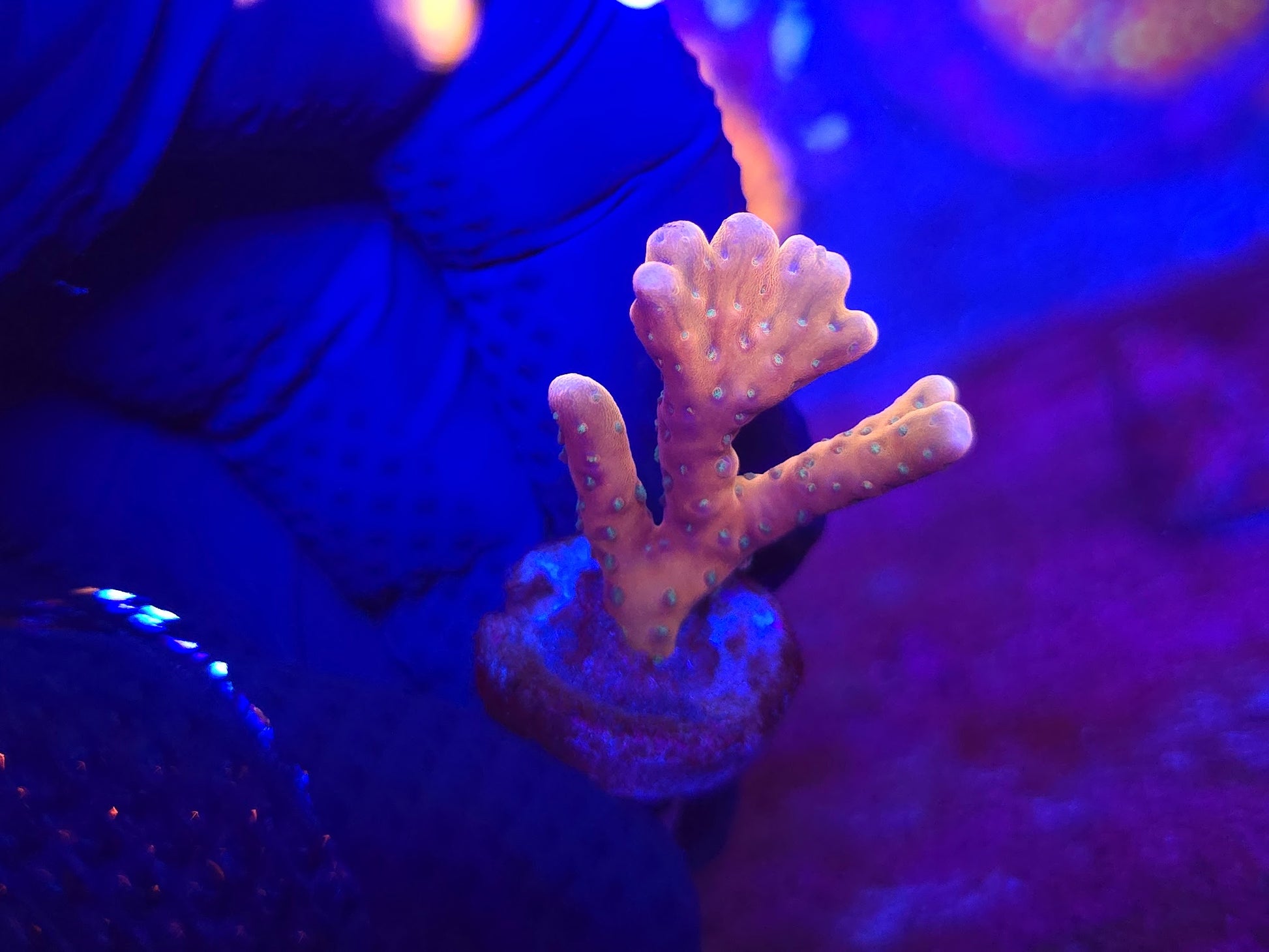 RRC Tropicana Anacropora WYSIWYG