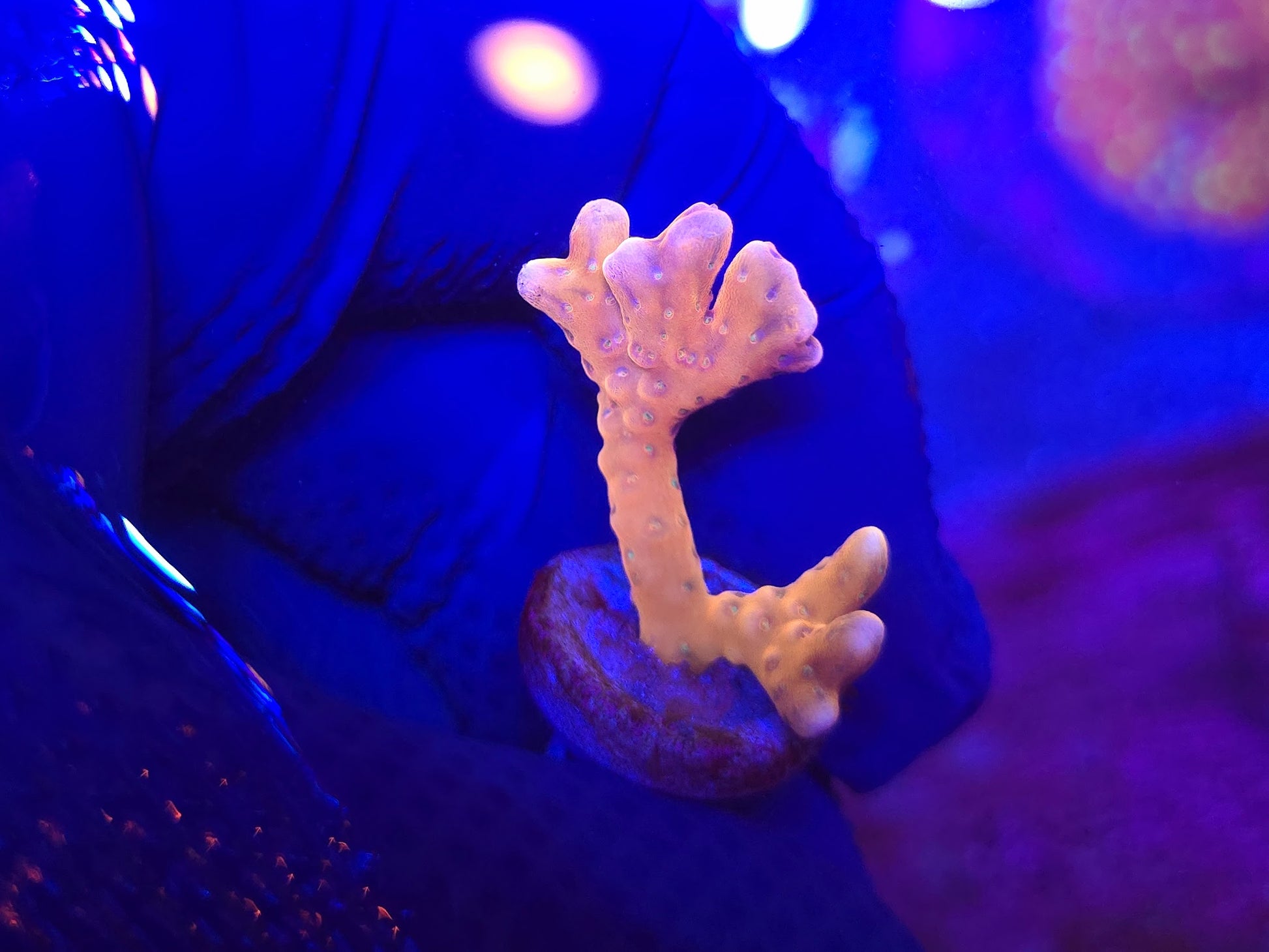RRC Tropicana Anacropora WYSIWYG 2b