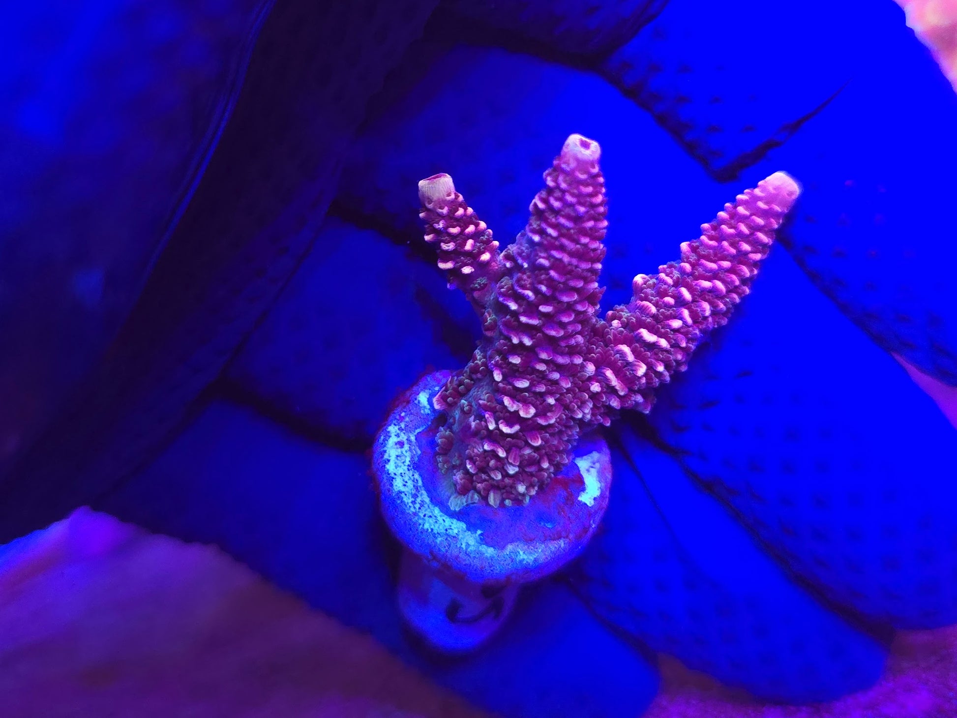 BCR Purple Spathulata WYSIWYG