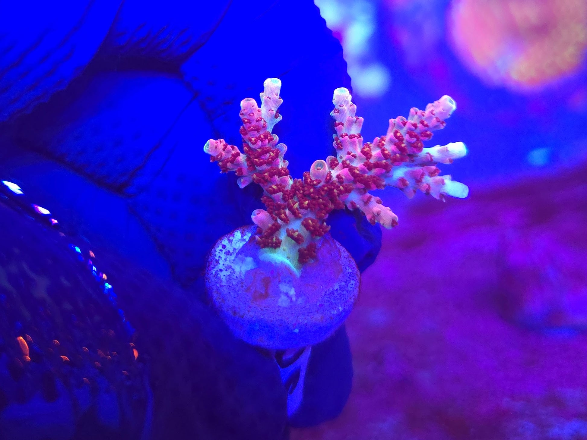 WWC Jello Shot Acropora WYSIWYG