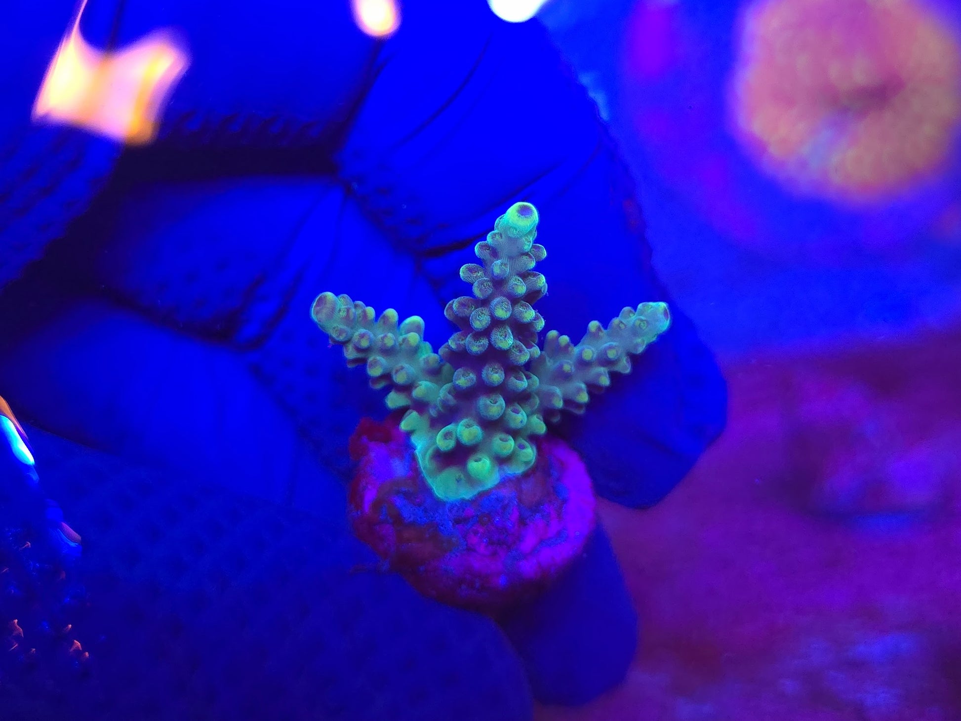 ORA Pearlberry Acropora WYSIWYG