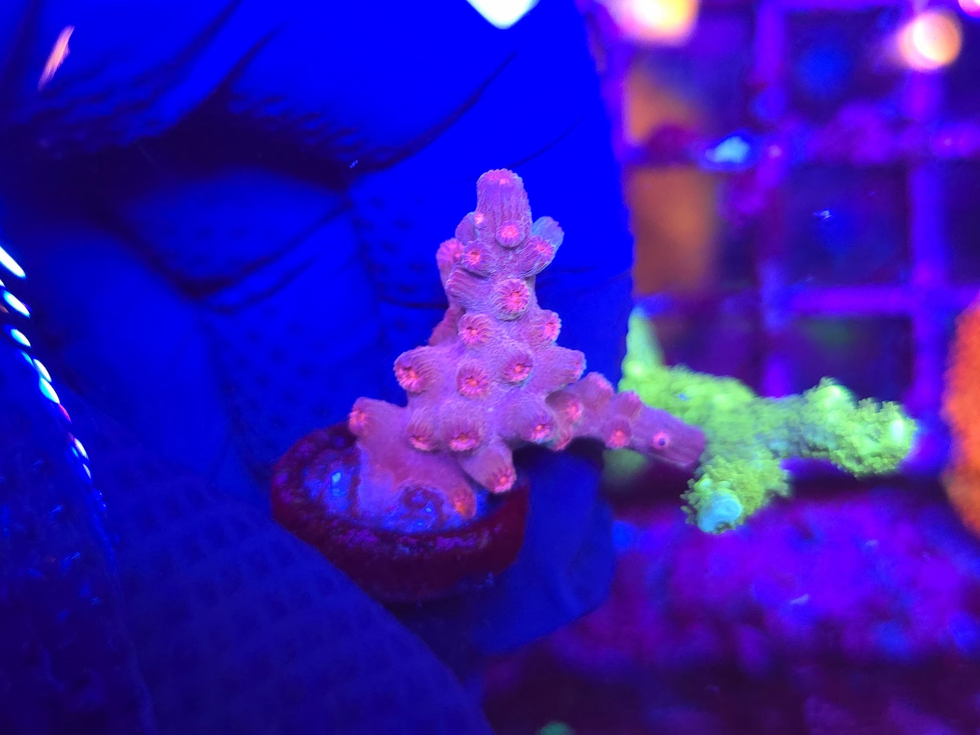 BCR Pink Branching Cyphastrea WYSIWYG