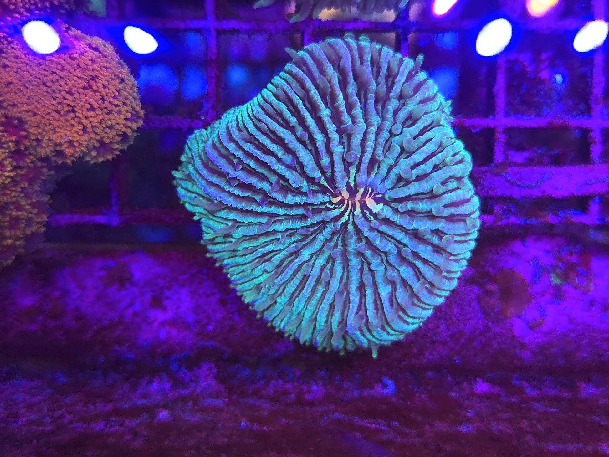 BCR Green Fungia Plate Coral WYSIWYG