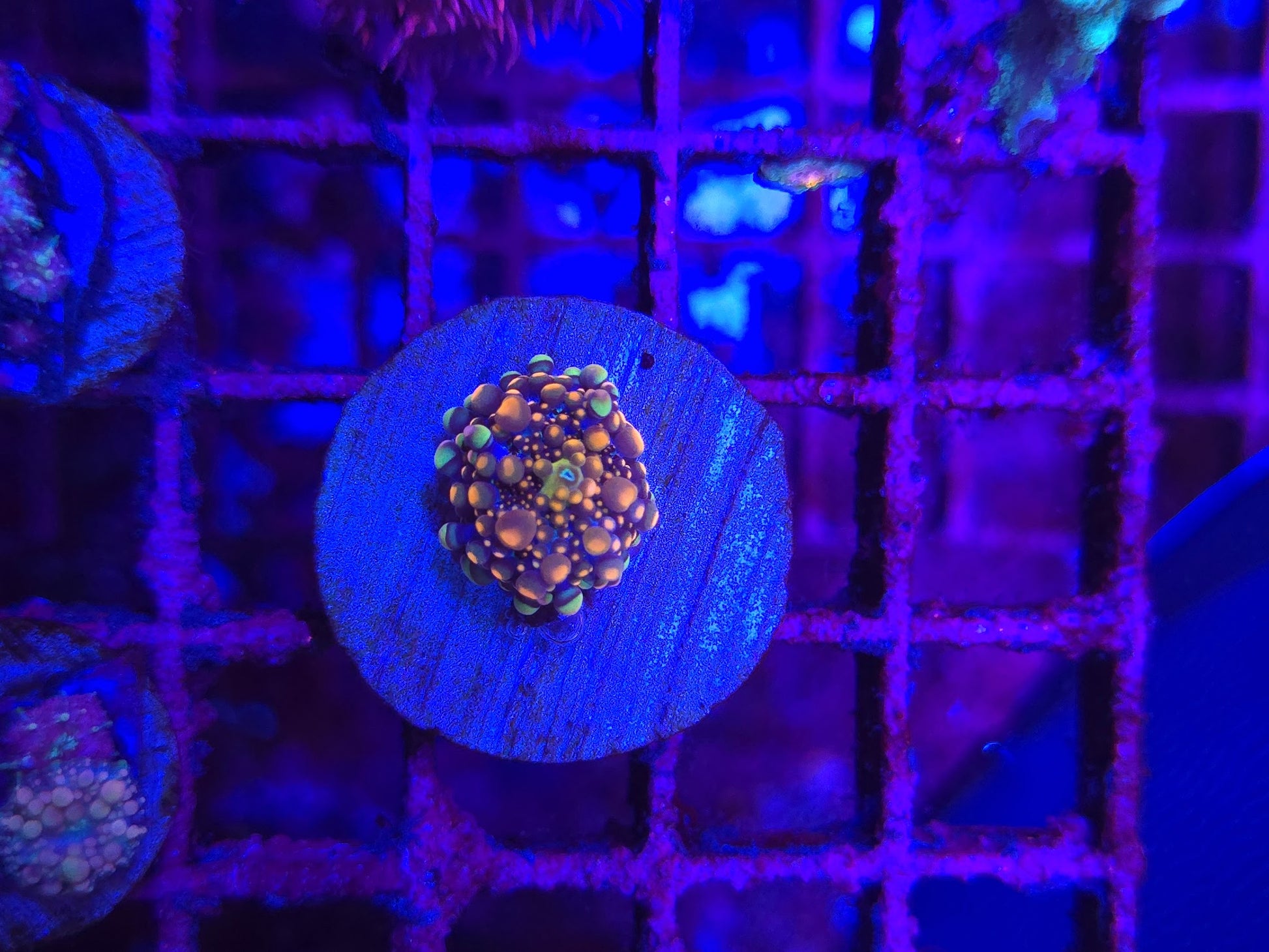 King Kong Bounce Mushroom Coral WYSIWYG