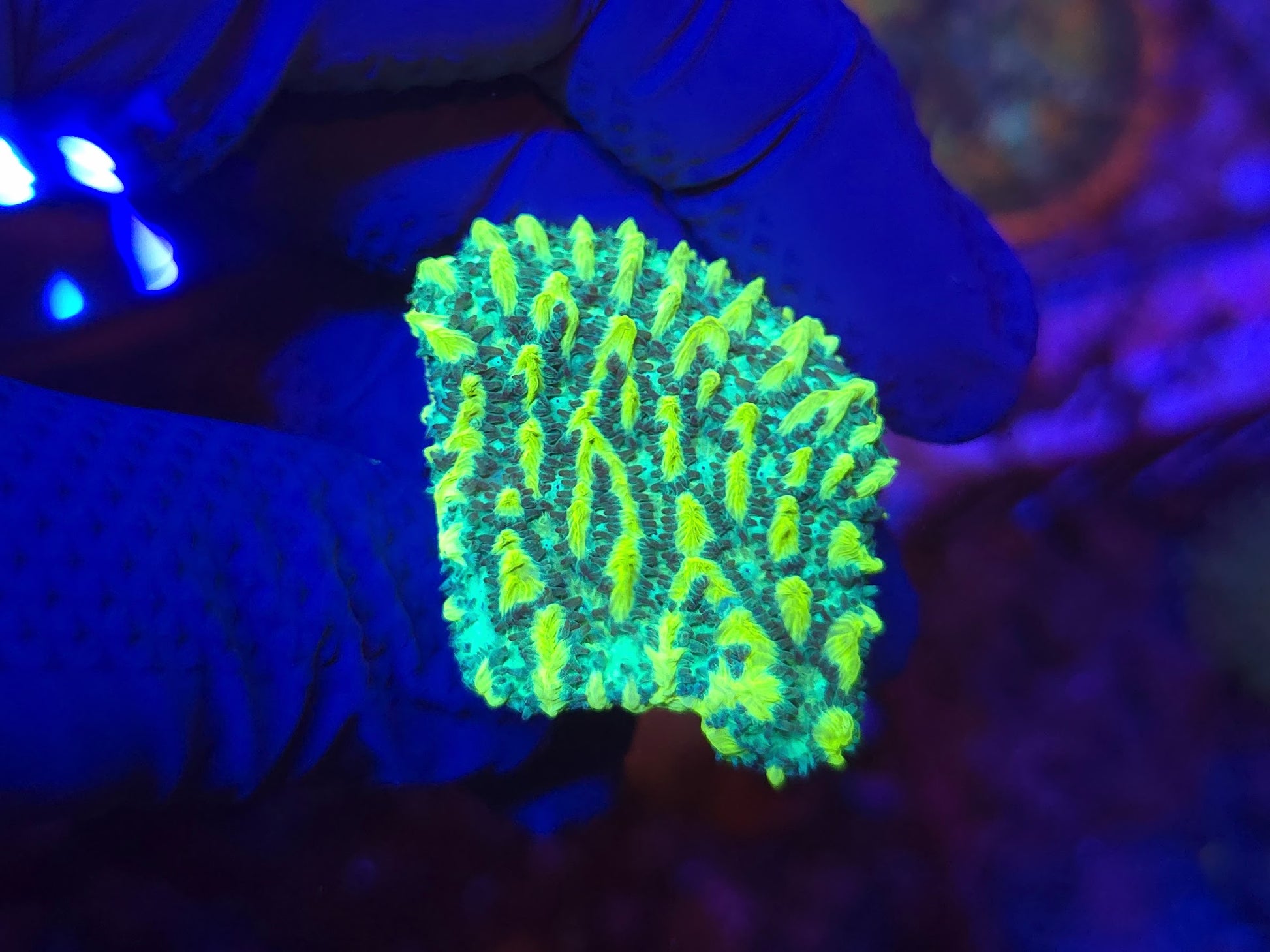 JF Lime Light Hydnophora WYSIWYG