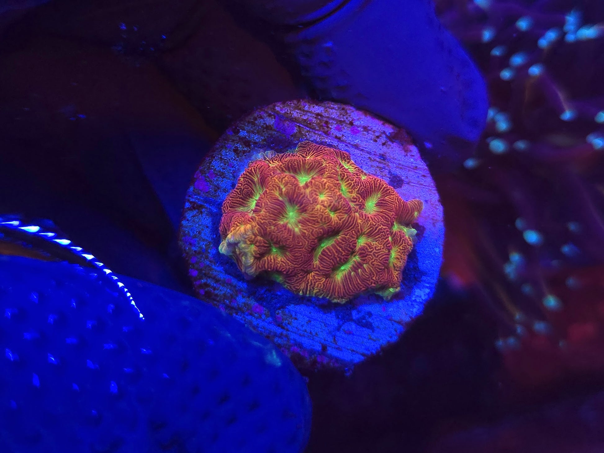 Jackolatern Leptoseris WYSIWYG