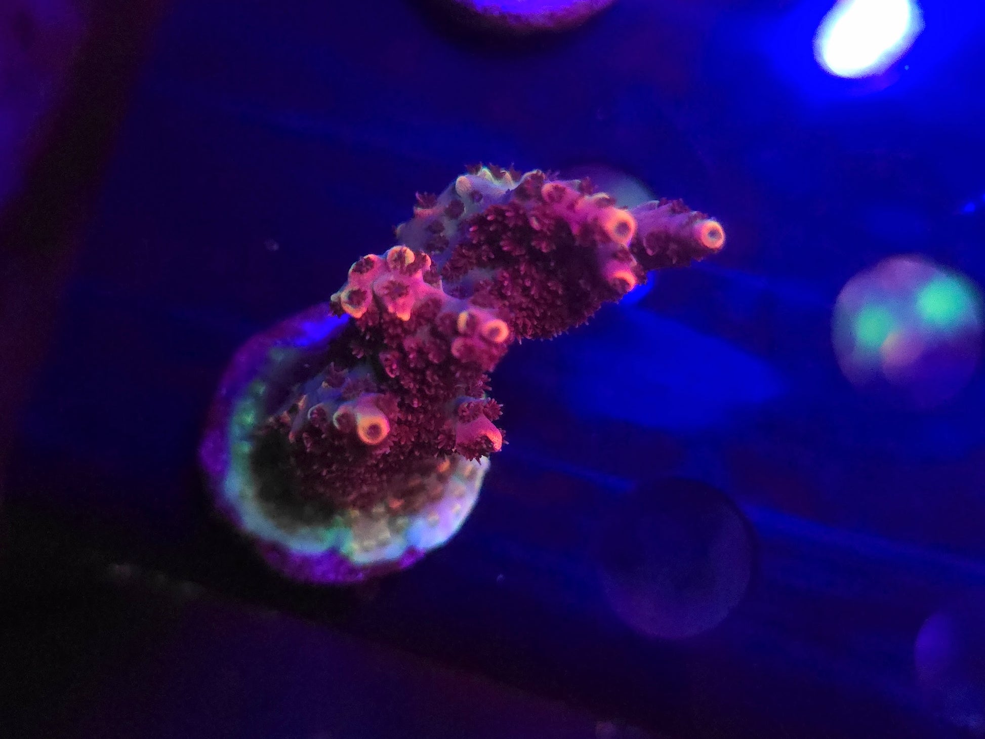 BCR Super Pink Acro WYSIWYG