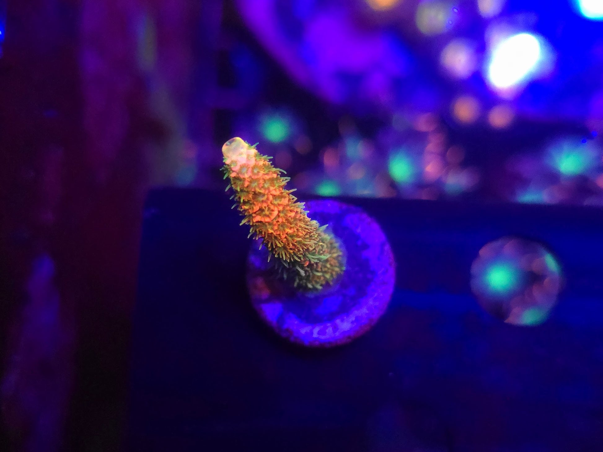 JF Solar Flare Acro WYSIWYG