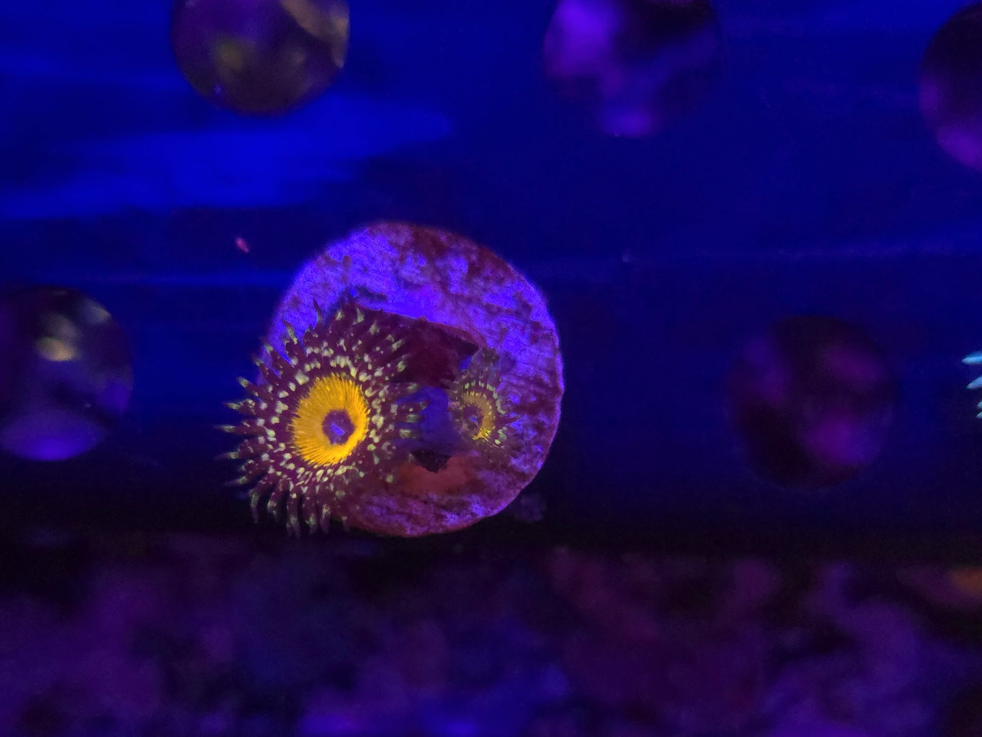 Godbeast Zoa Frag WYSIWYG