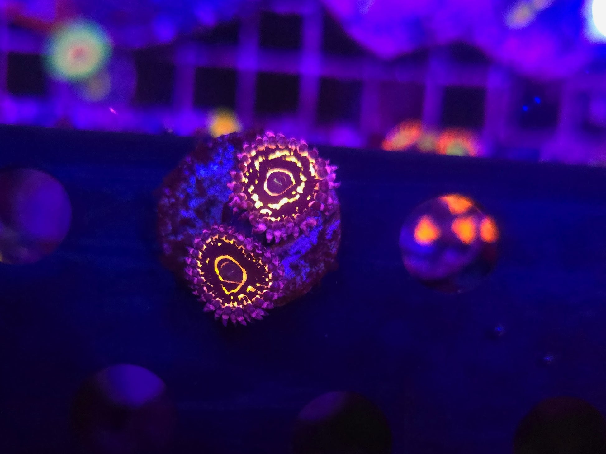 Stratosphere Zoa Frag WYSIWYG