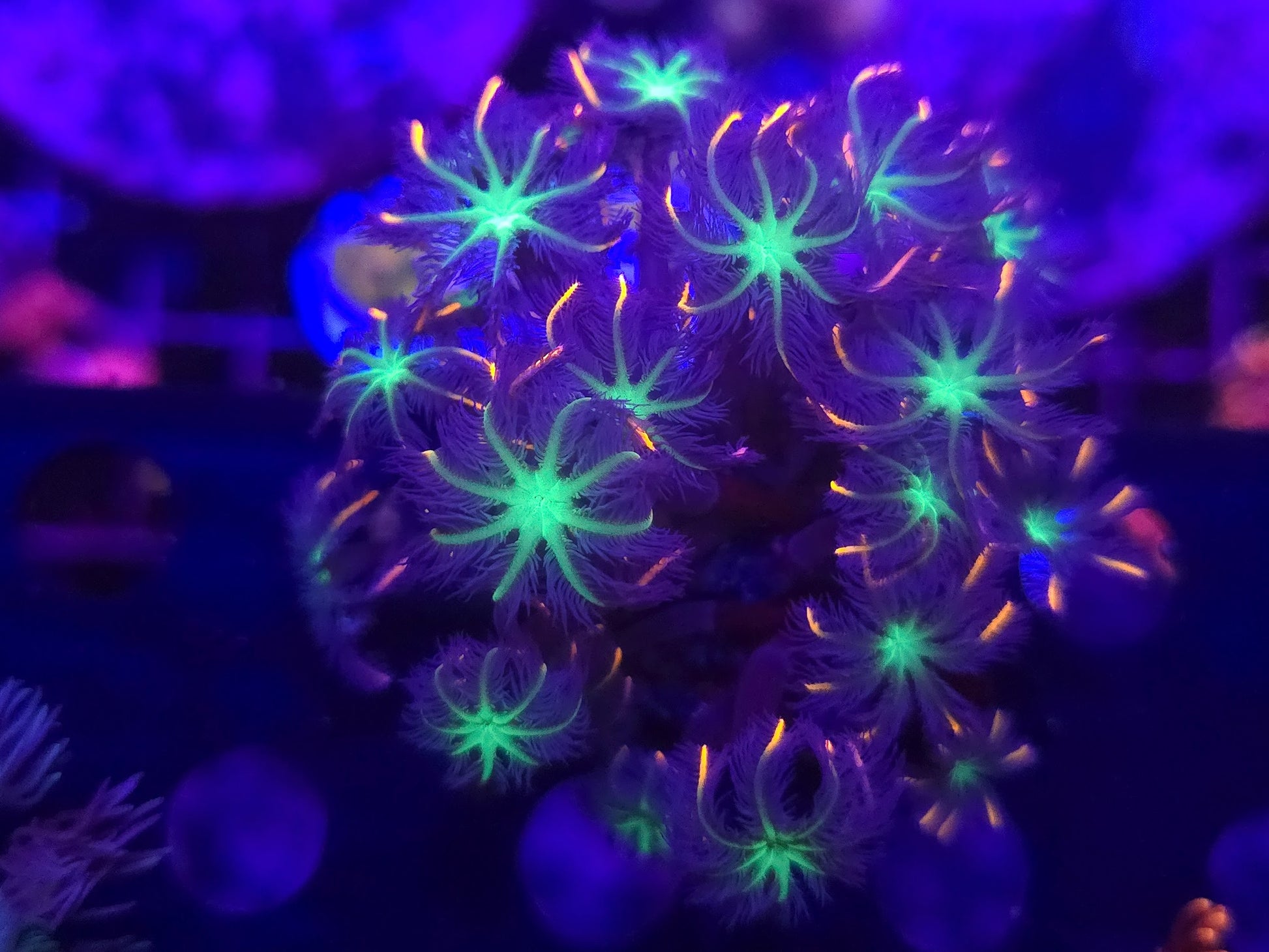 BCR Fireworks Clove Polyps WYSIWYG