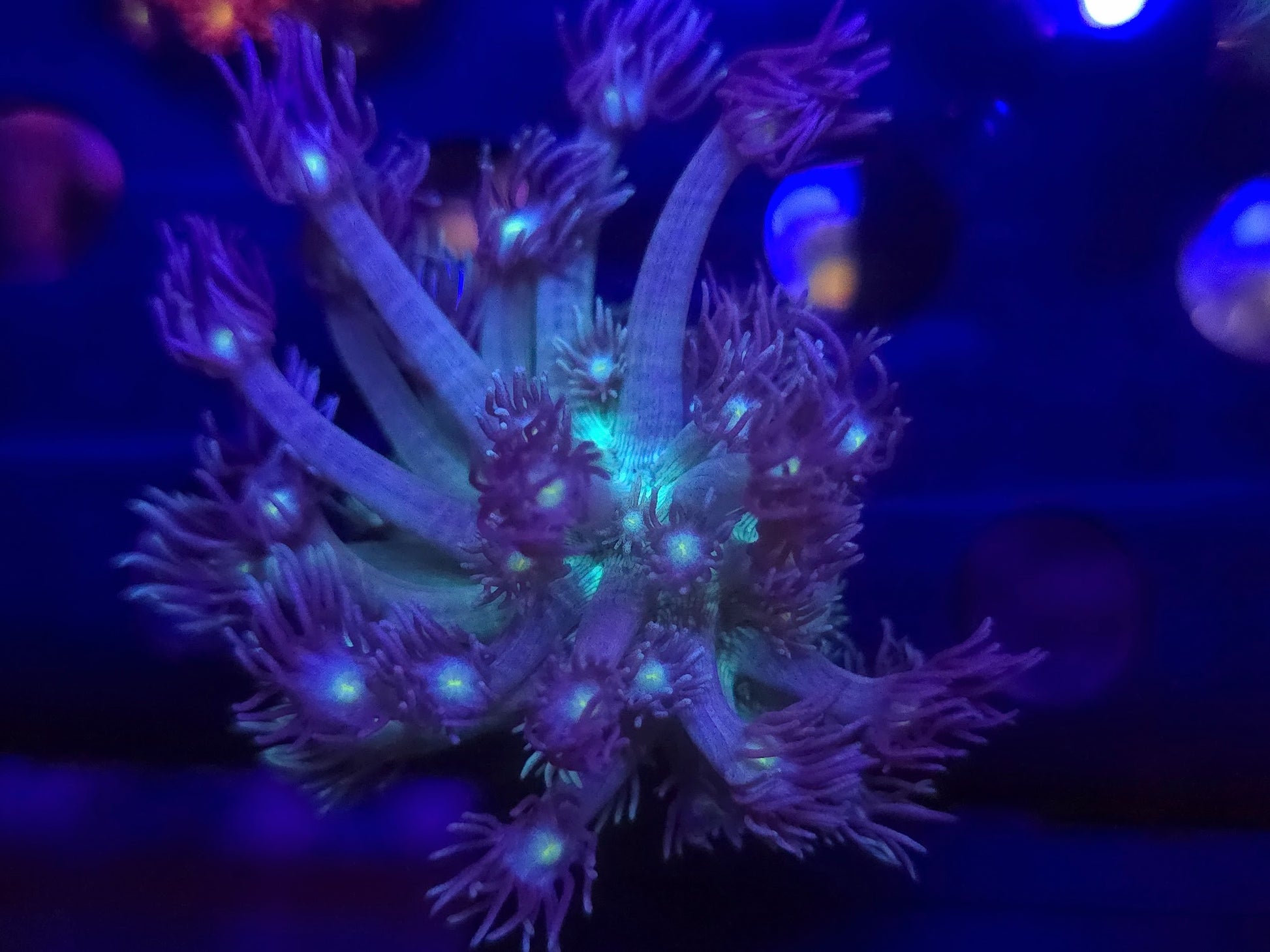 BCR Peacock Goni WYSIWYG