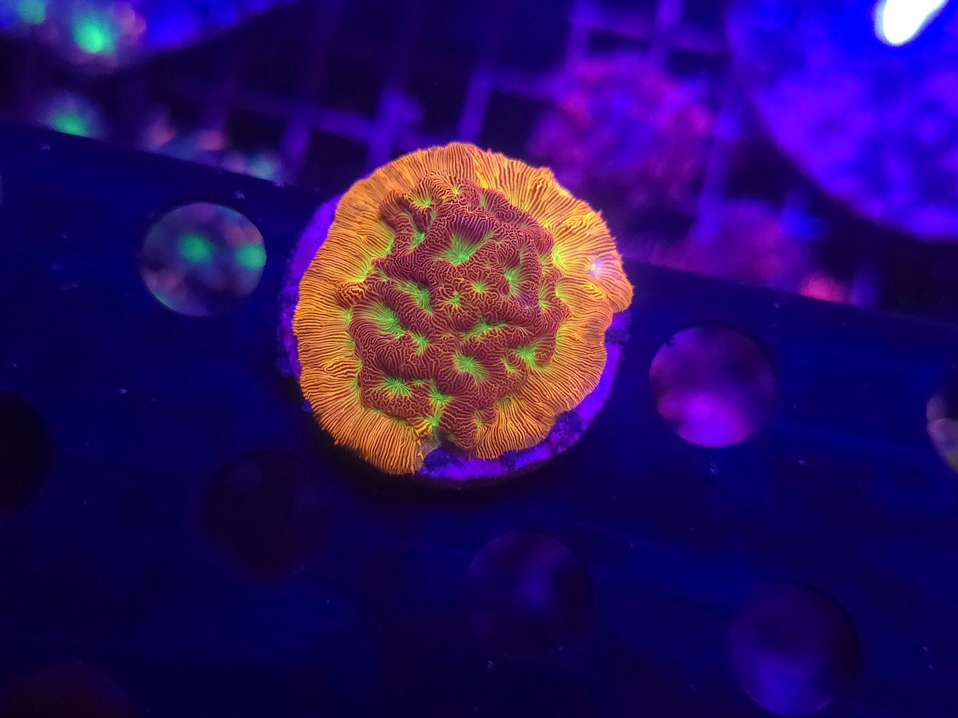 Jackolatern Leptoseris WYSIWYG