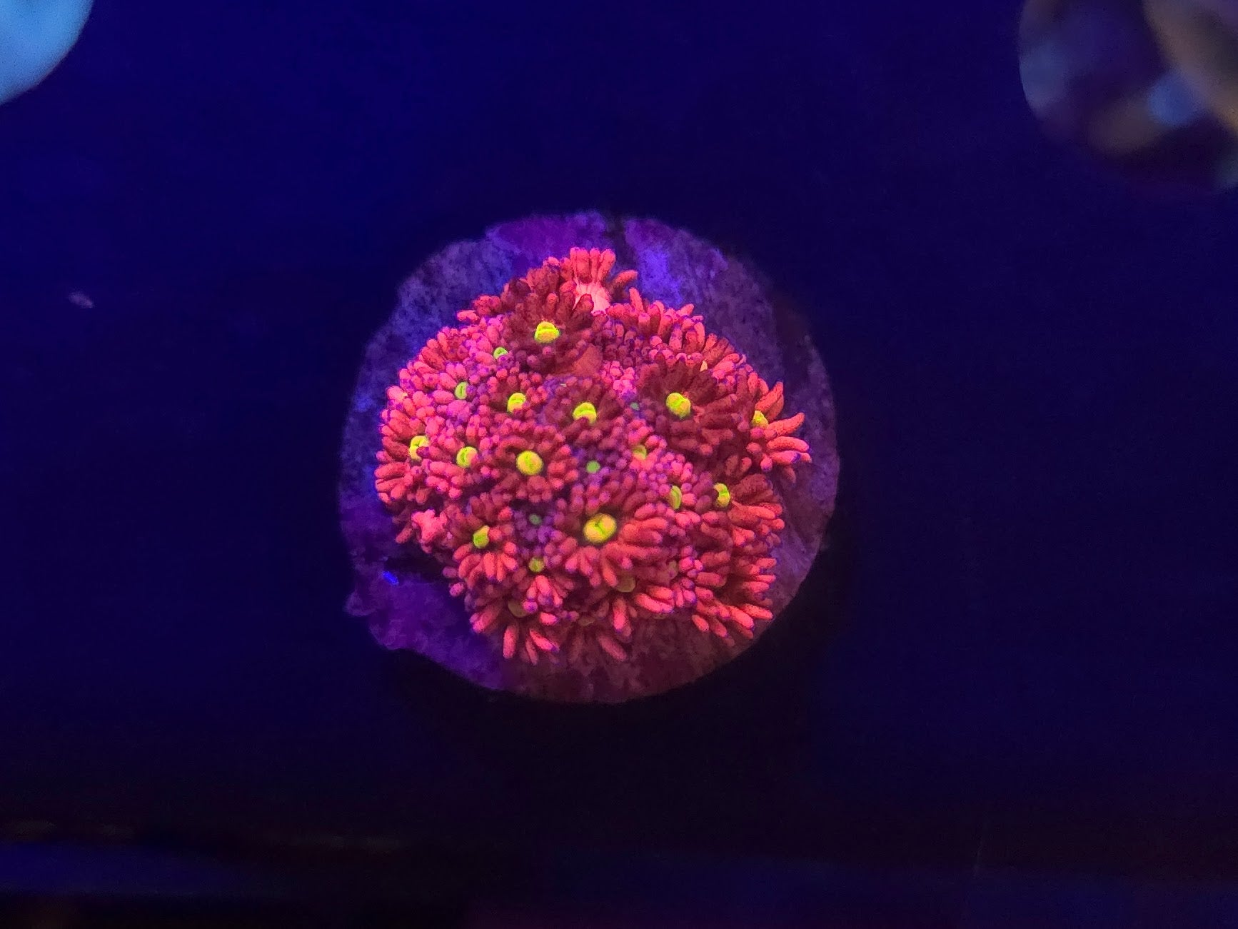 BCR Pink Peoni Goni Frag WYSIWYG