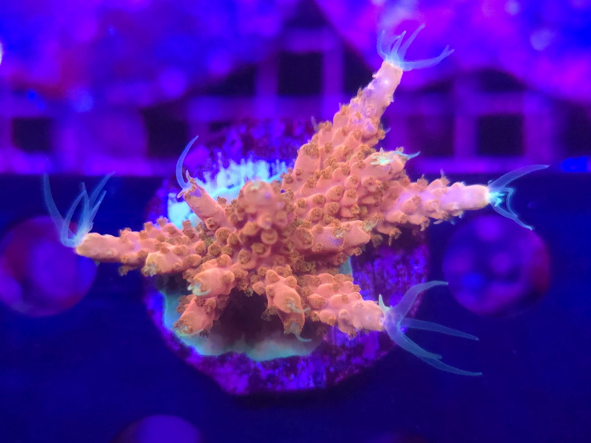 TGC Orange Creamsicle WYSIWYG