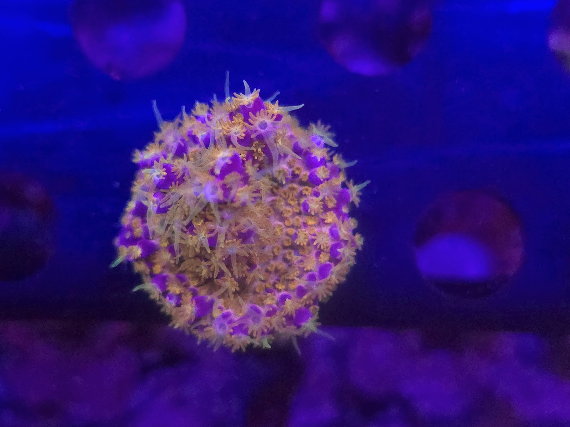 WWC Allstar Acro Frag WYSIWYG
