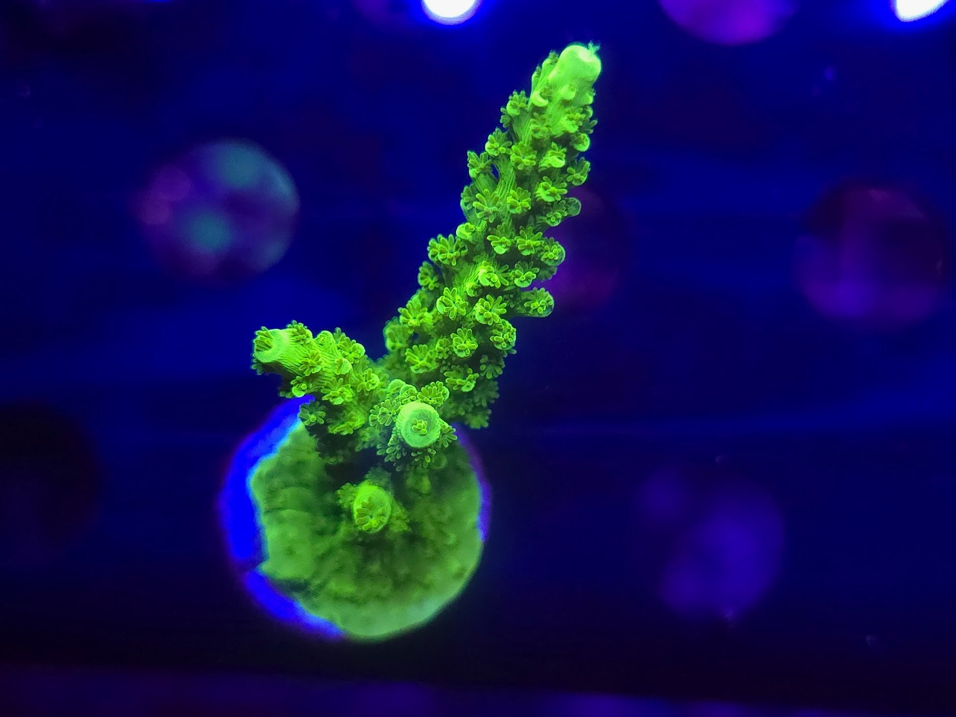 Bali Green Slimer WYSIWYG