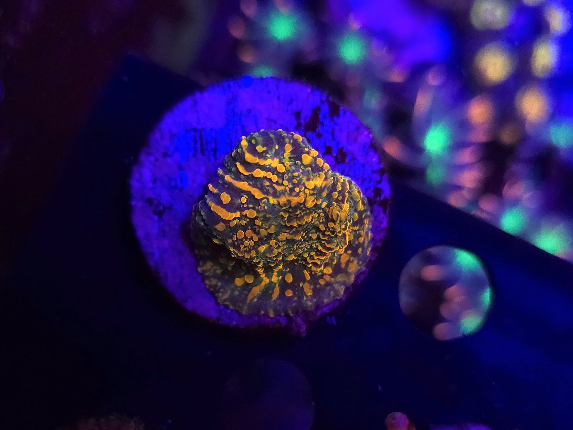 WWC Stellaria Chalice 2B WYSIWYG