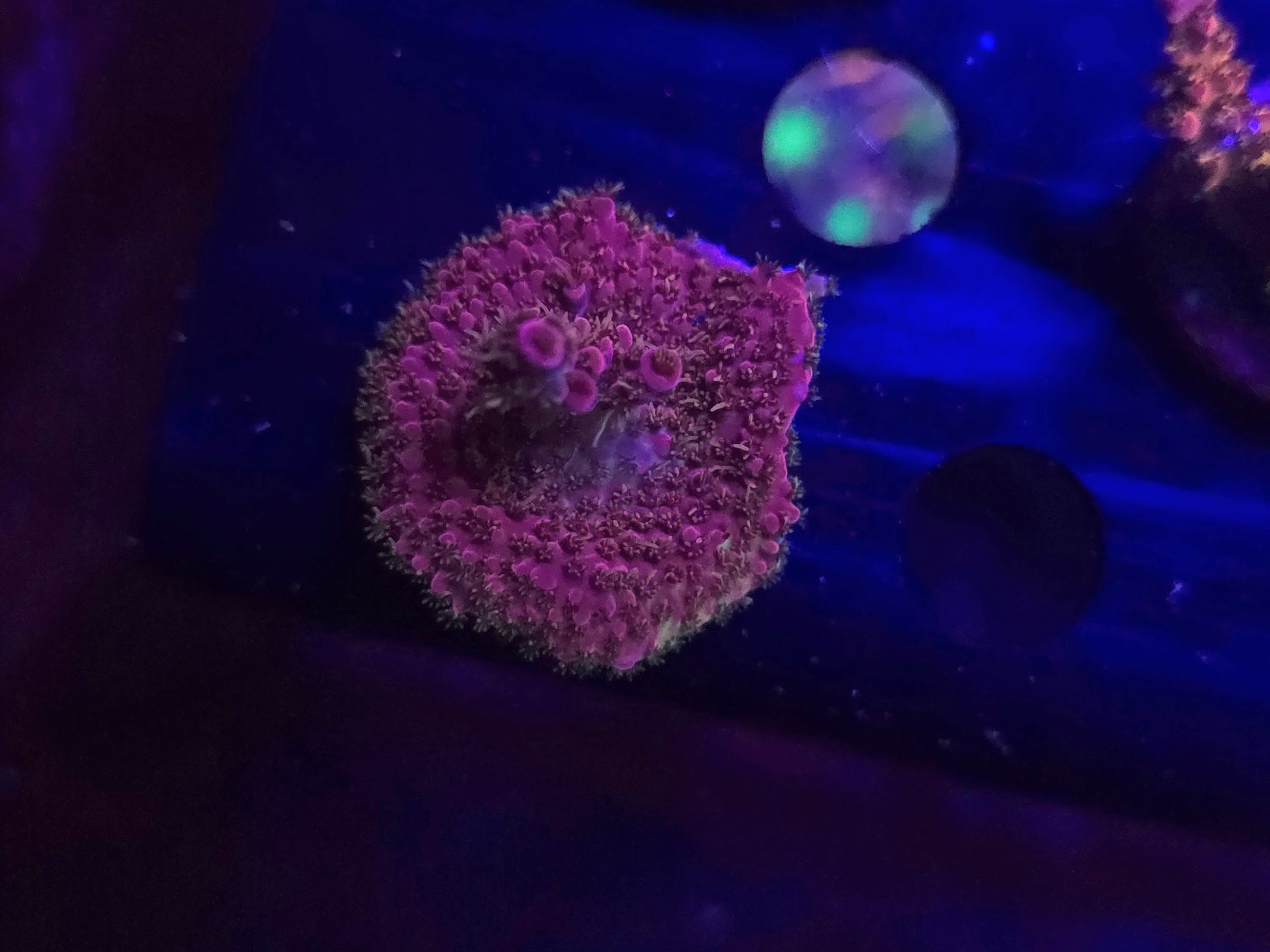 WWC Pink Passion Acro WYSIWYG