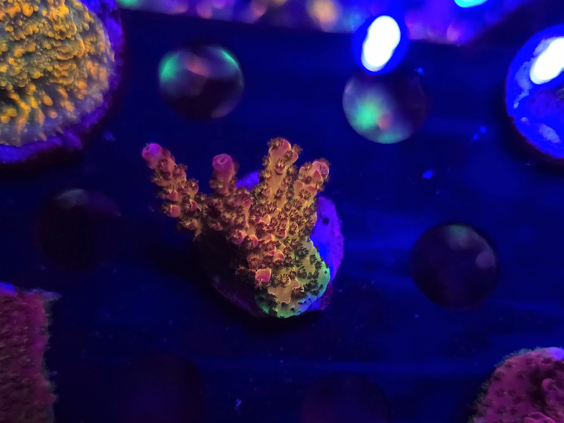 PC Rainbow Frag WYSIWYG