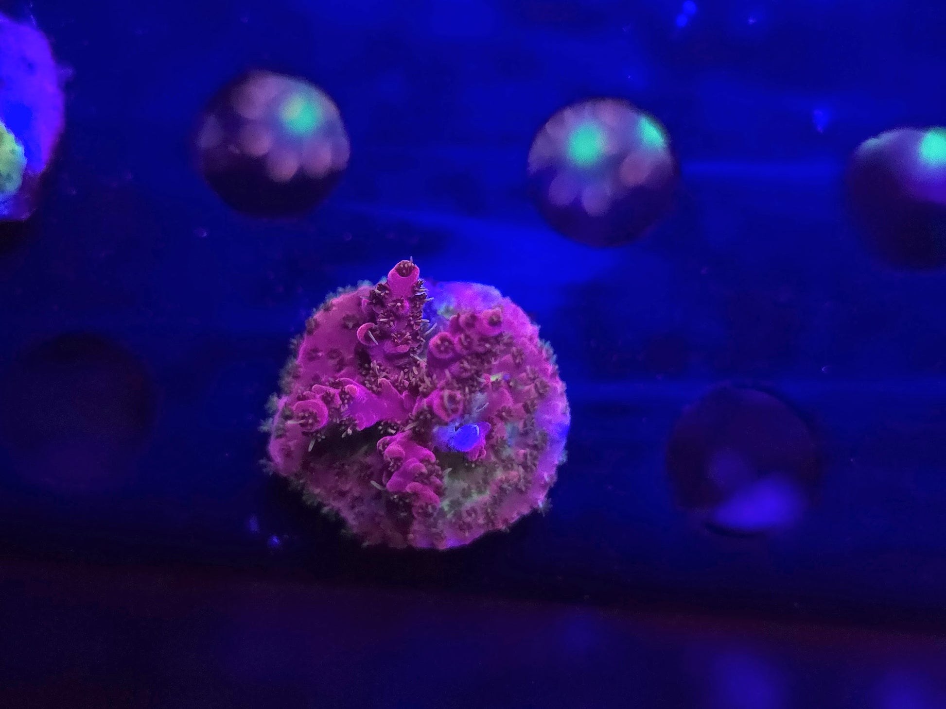 WWC Pink Passion Acro WYSIWYG